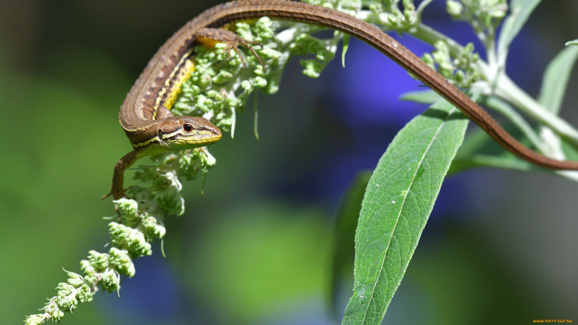 животные, Ящерицы, , игуаны, , вараны, ящерица