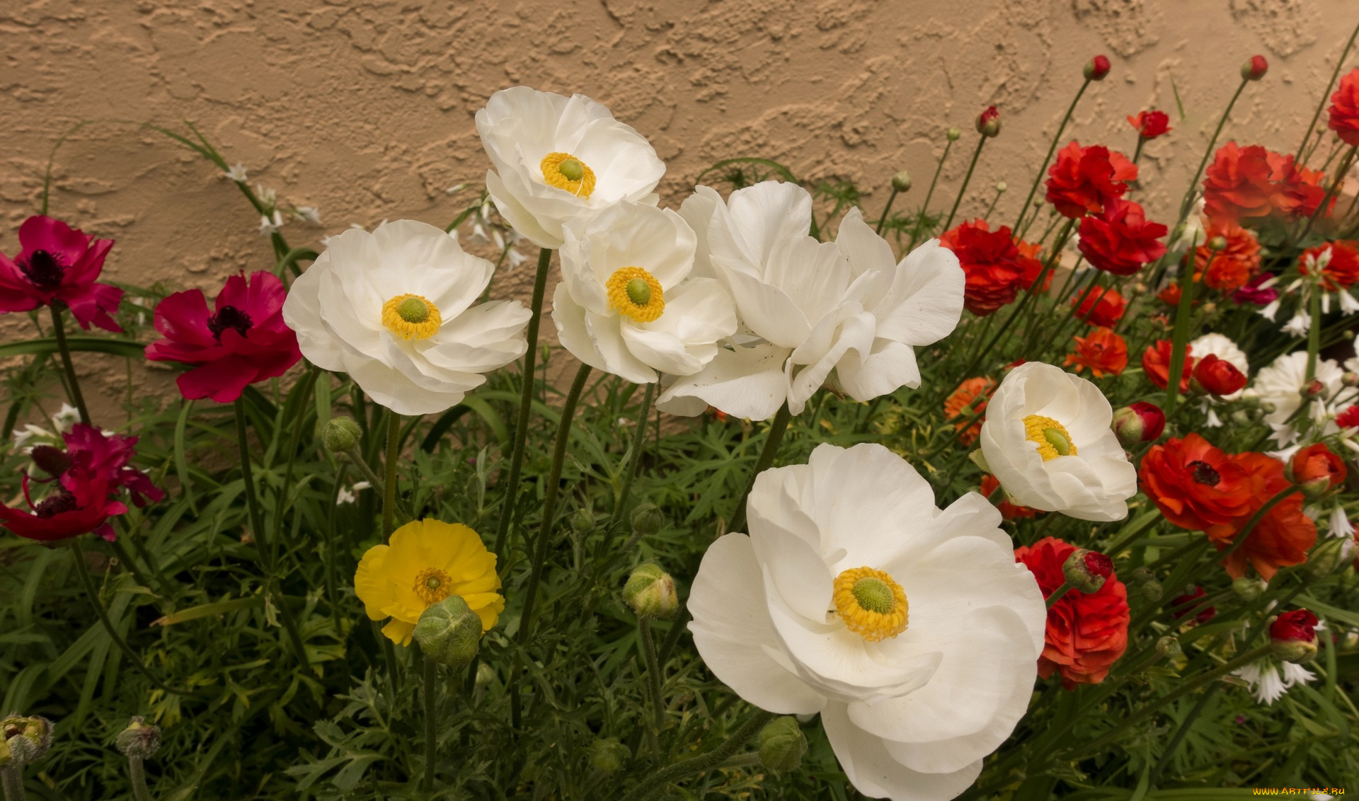 цветы, разные, вместе, цветок