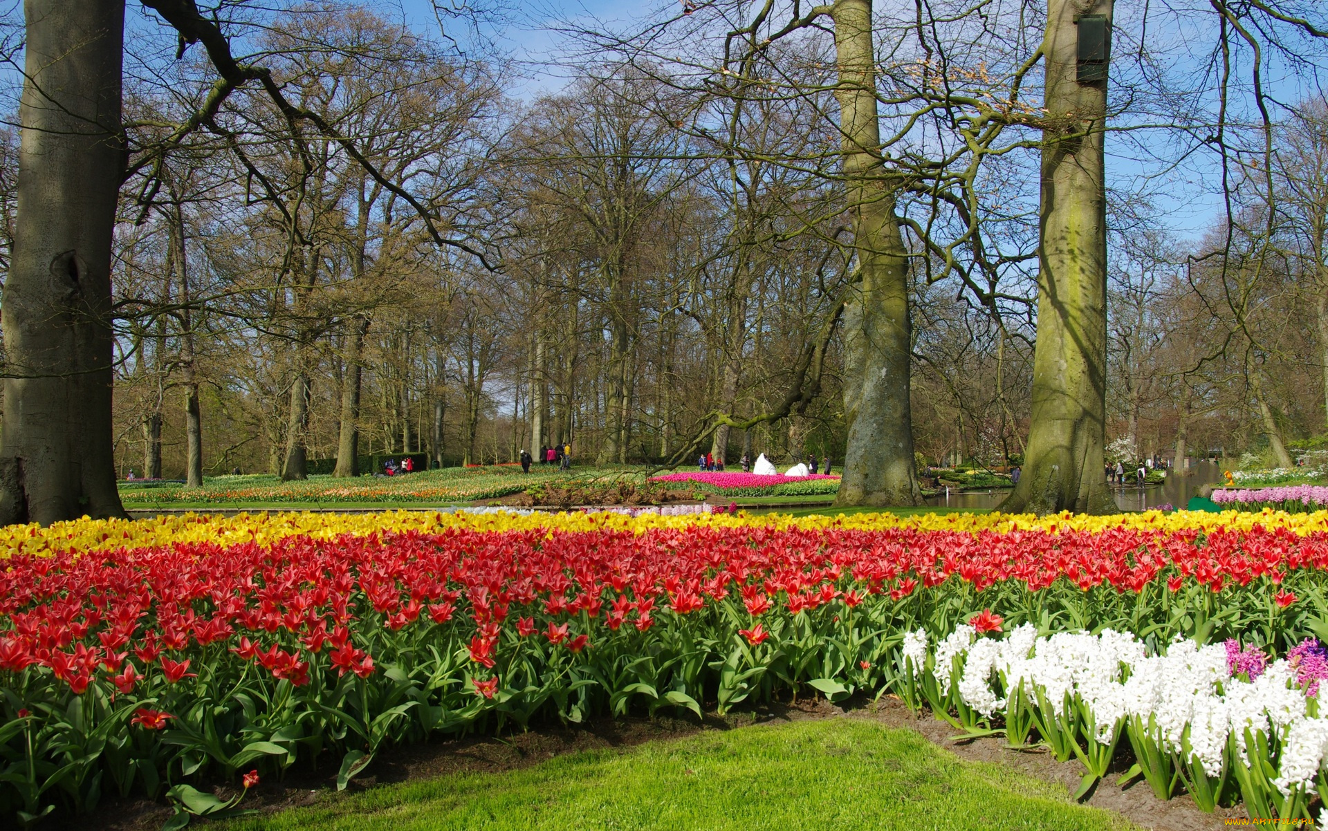 цветы, разные, вместе, деревья, разноцветные, парк