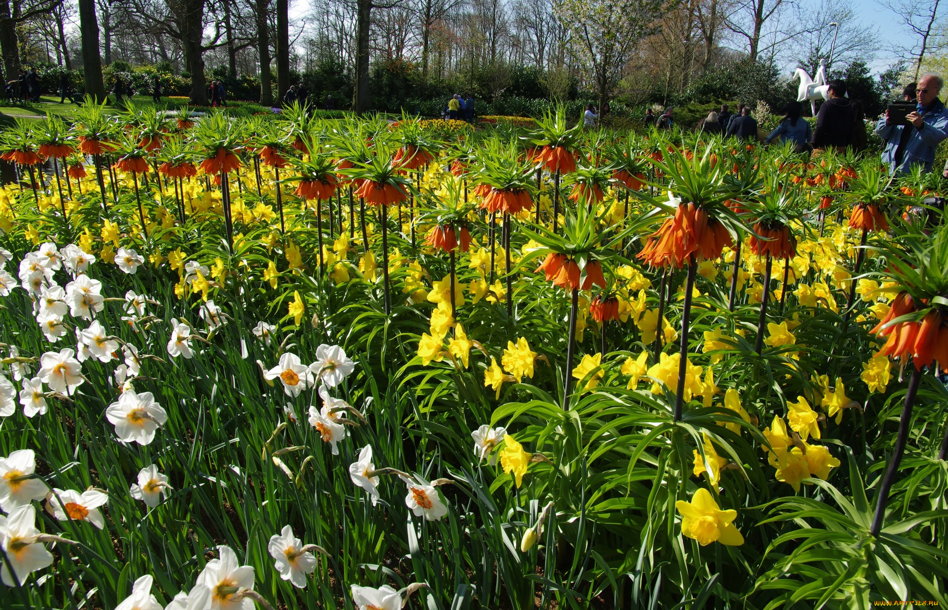 цветы, разные, вместе, разноцветные