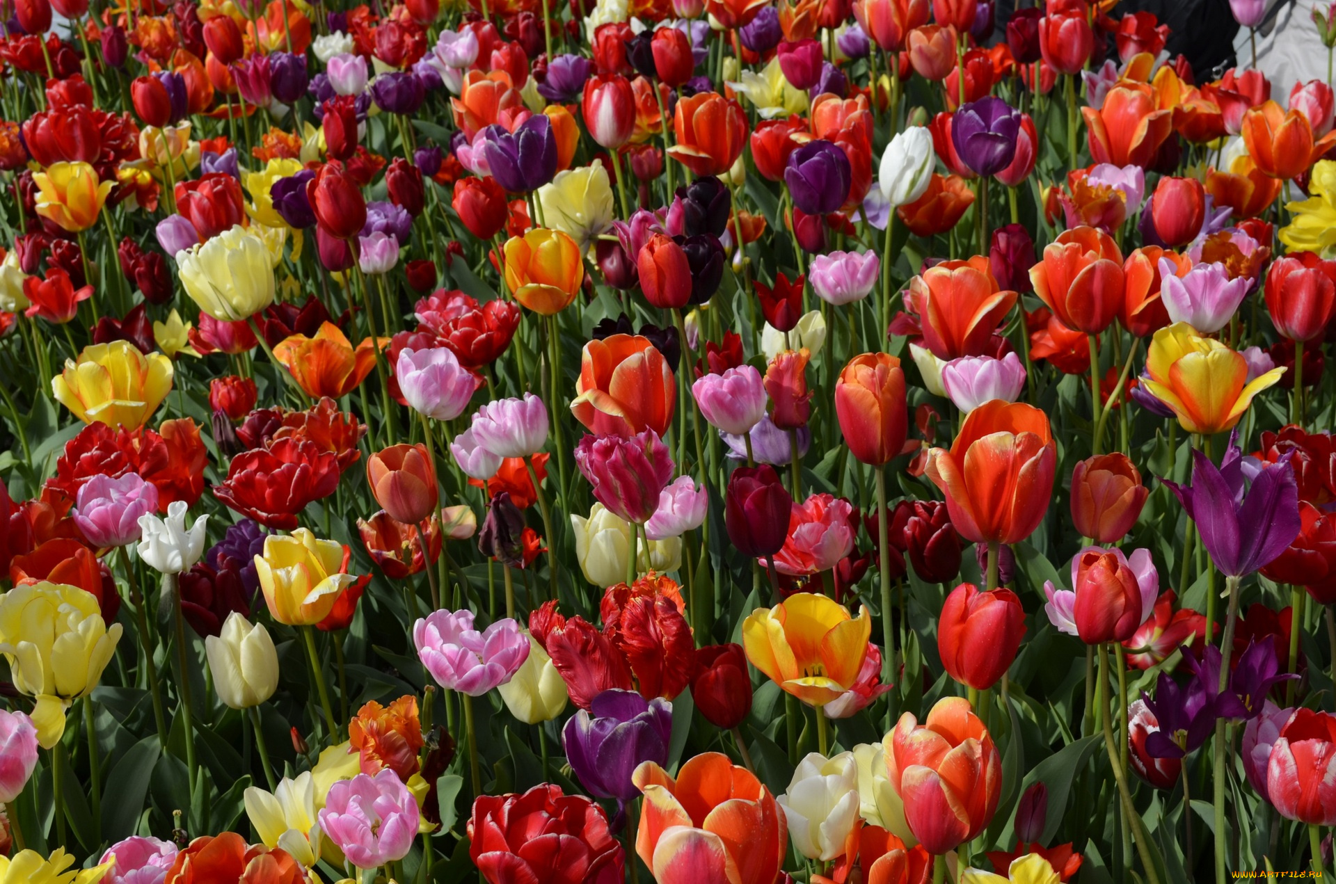 цветы, тюльпаны, красный