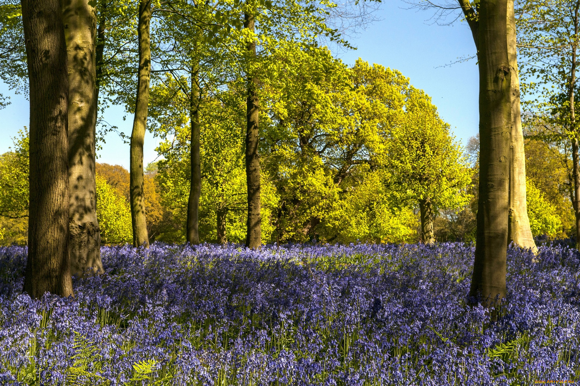 природа, пейзажи, деревья, цветы
