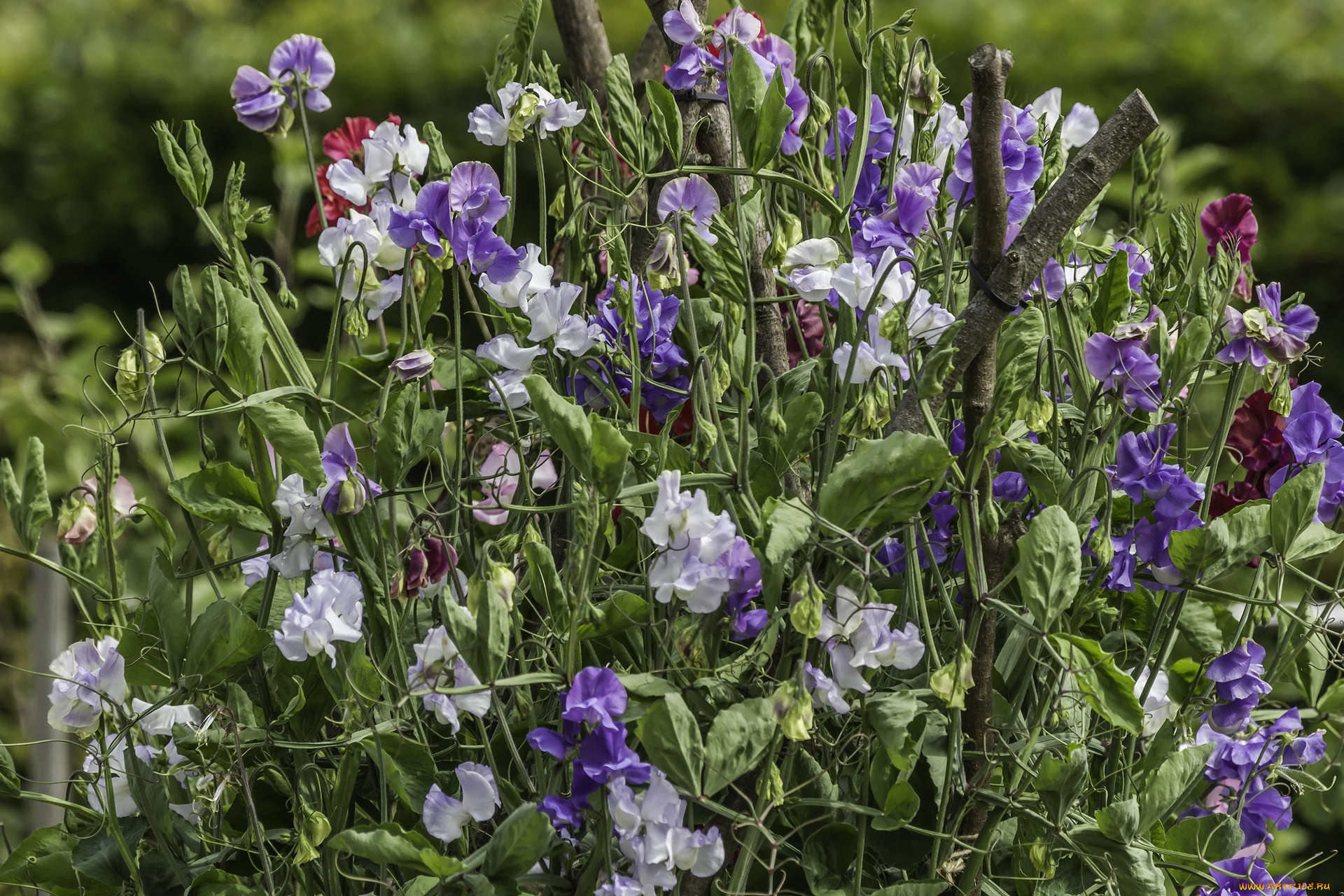 цветы, цветок