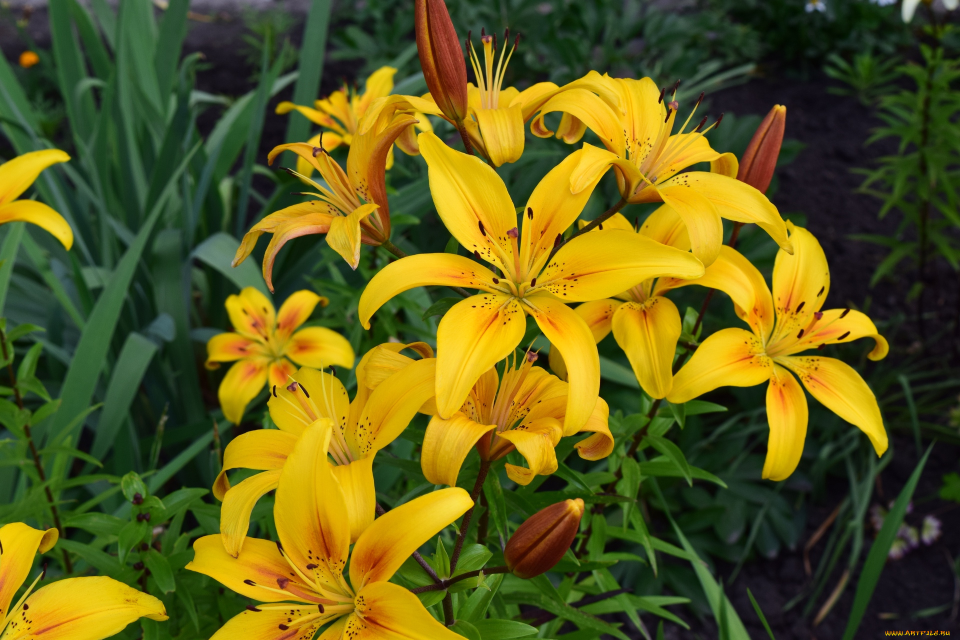 цветы, лилии, , лилейники, желтые