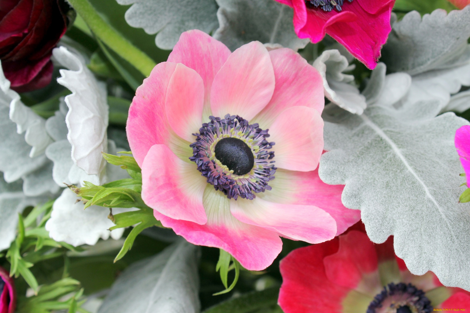 цветы, ранункулюс, , азиатский, лютик, цветок