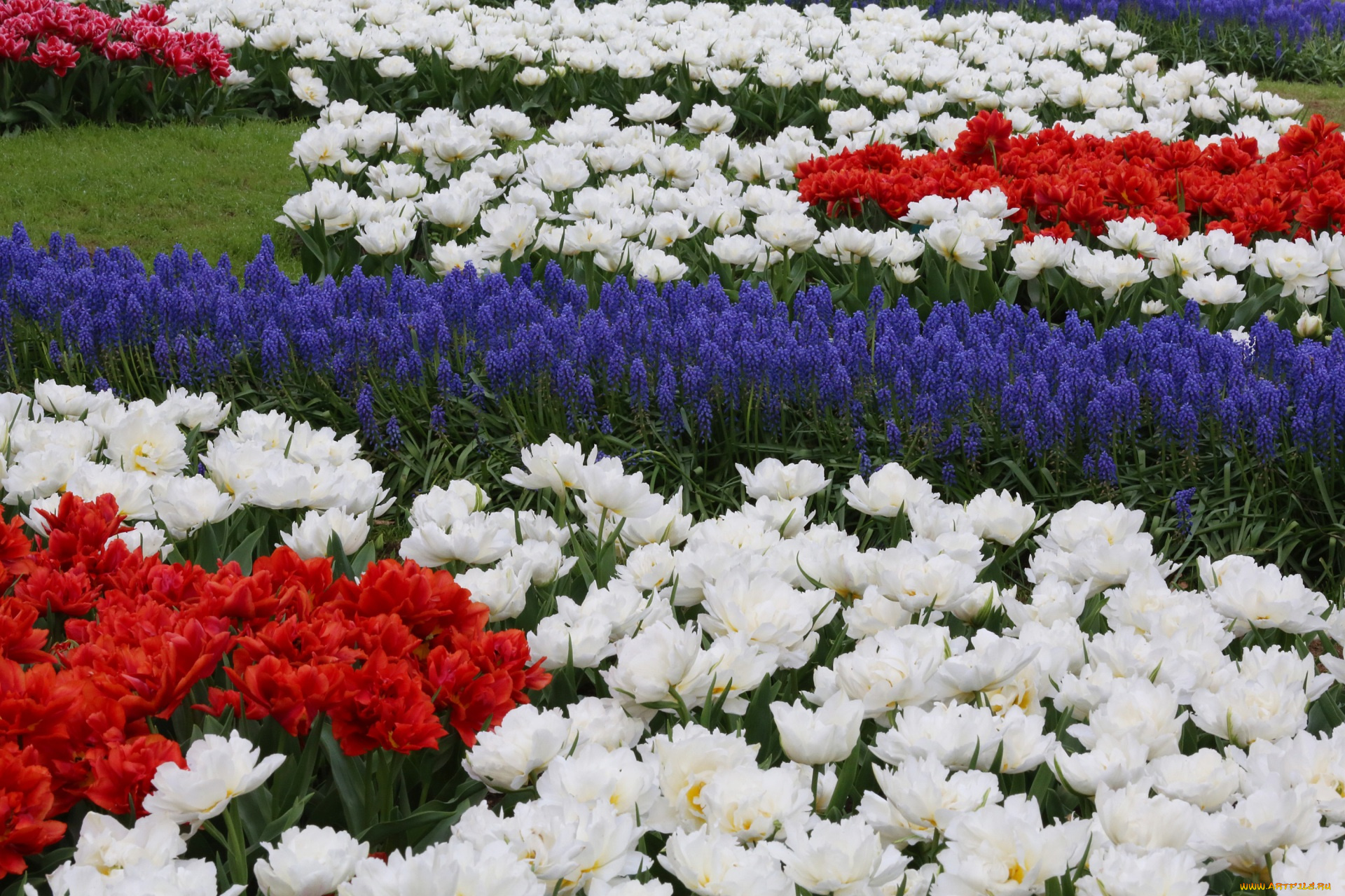 цветы, разные, вместе, разноцветные