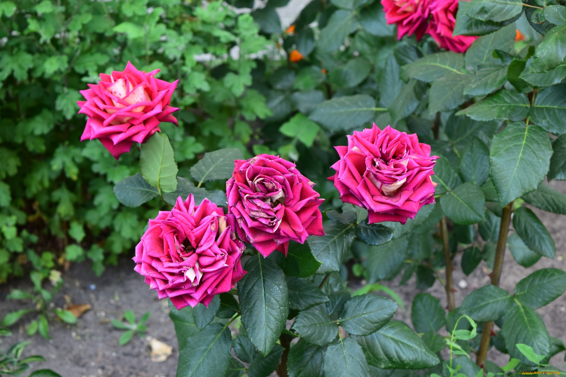 цветы, розы, цветок, розовый