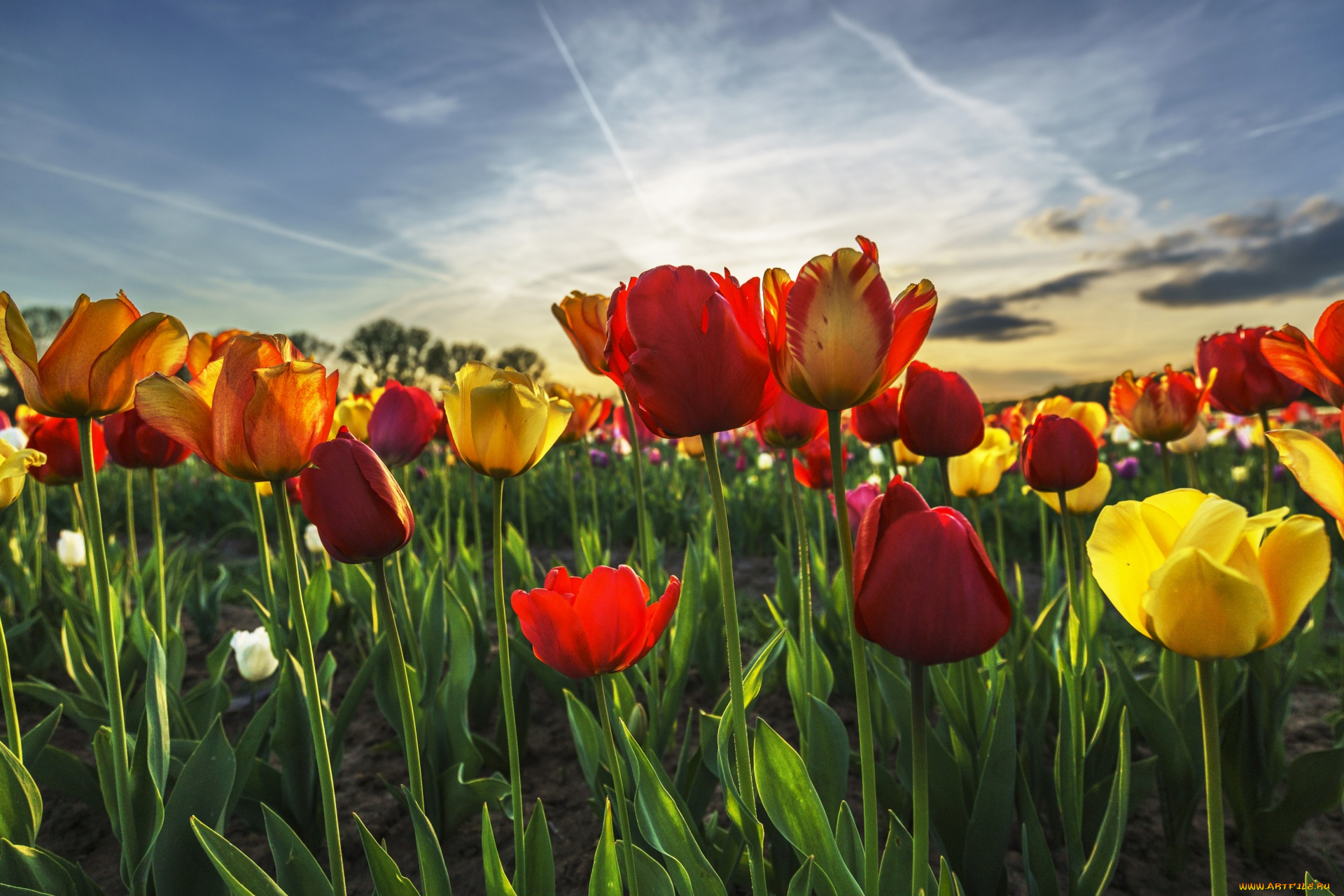 цветы, тюльпаны, разноцветные