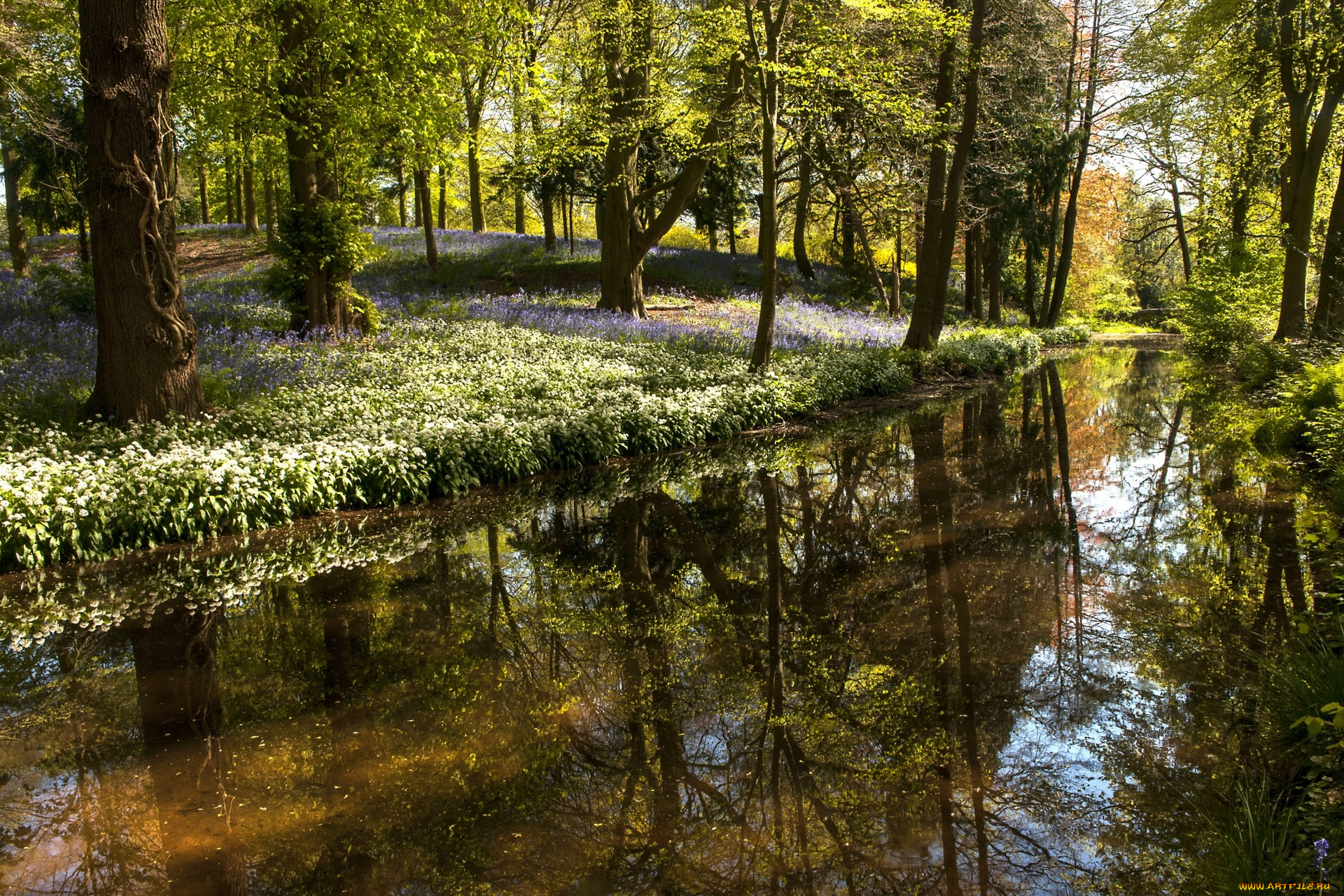 природа, реки, озера, водоем, деревья, цветы