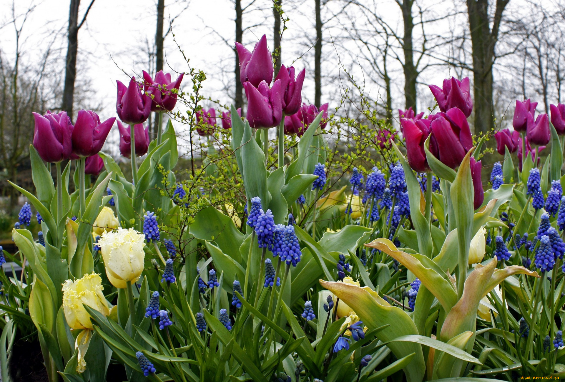 цветы, разные, вместе, разноцветные