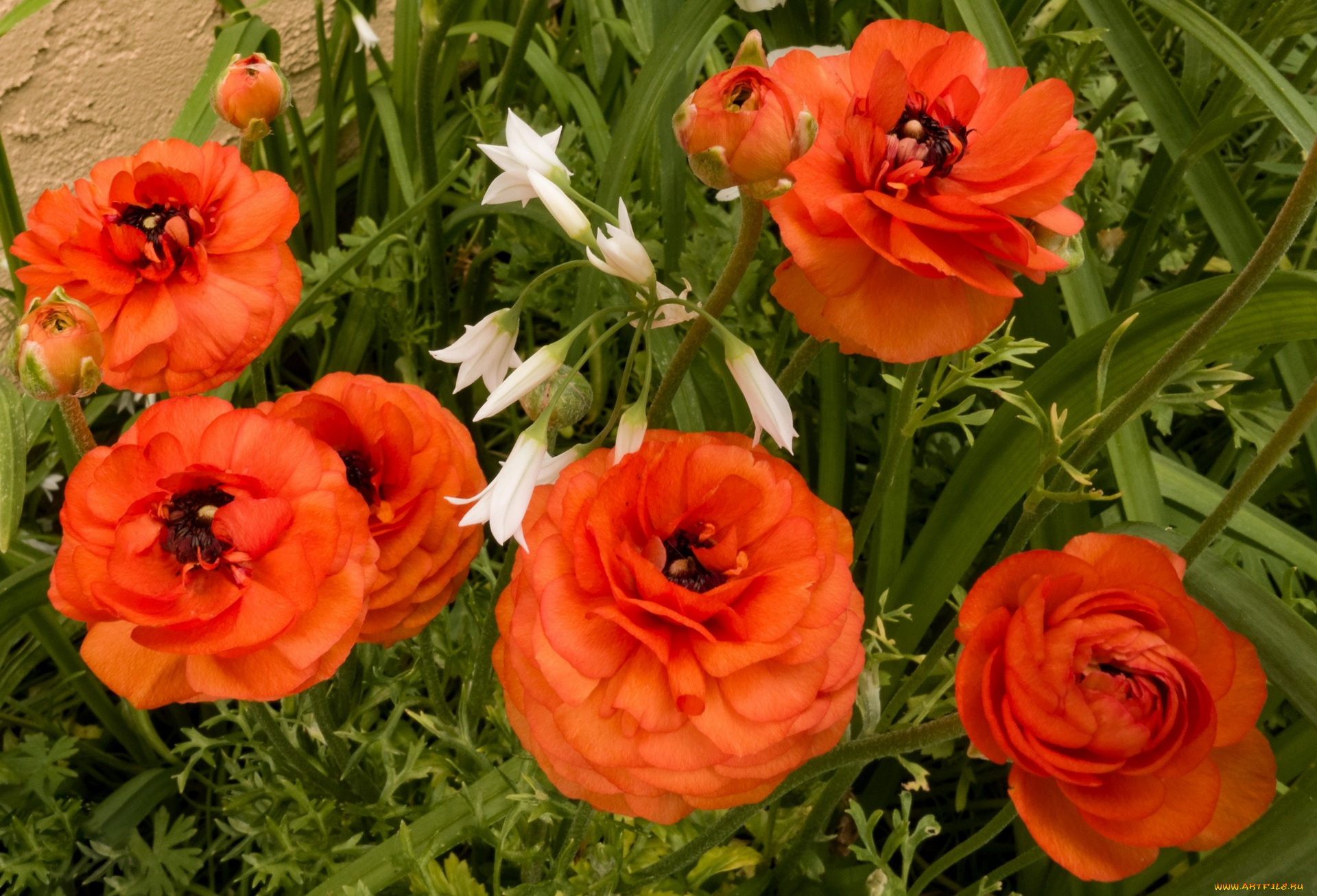 цветы, красные