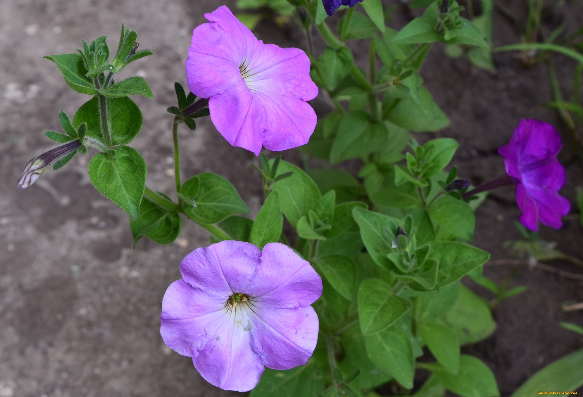 цветы, петунии, , калибрахоа, цветок