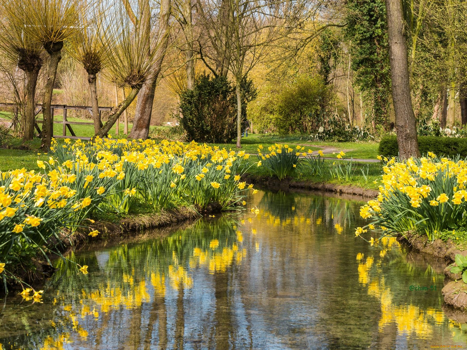 цветы, нарциссы, деревья, водоем