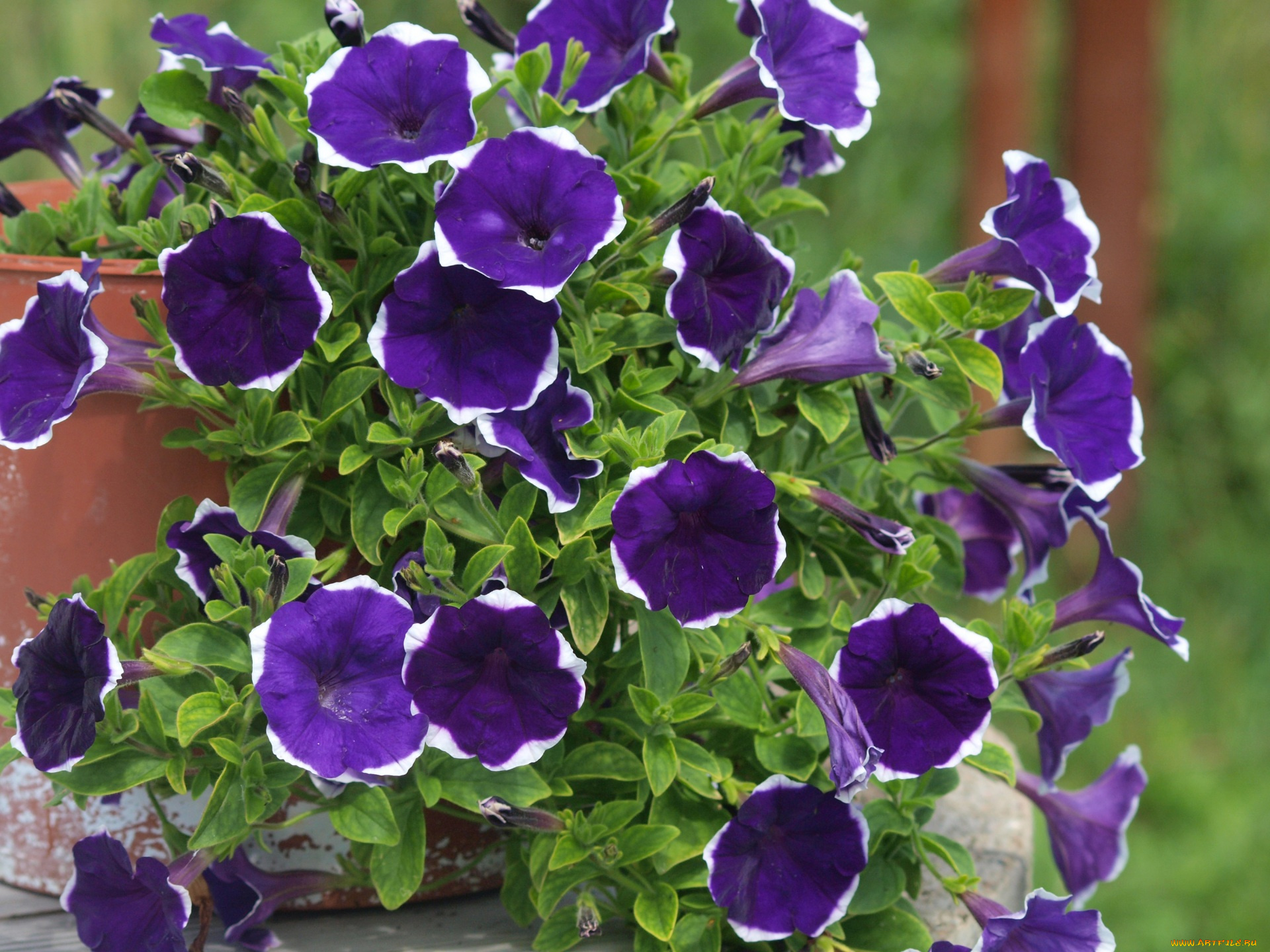 цветы, петунии, , калибрахоа, фиолетовые