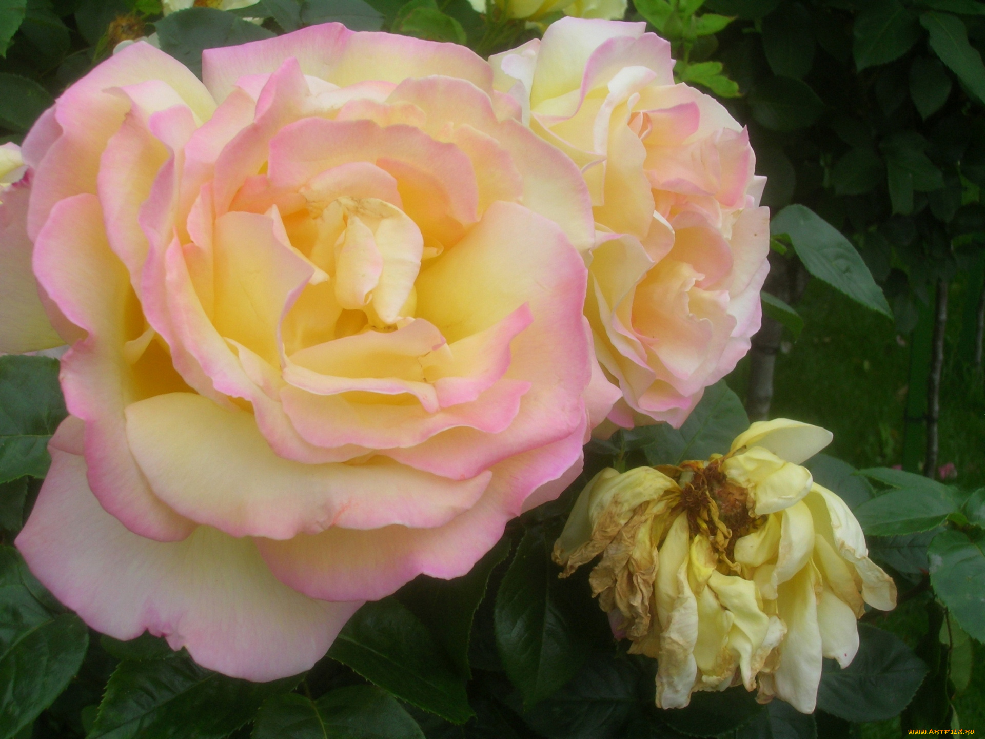 цветы, розы, цветок