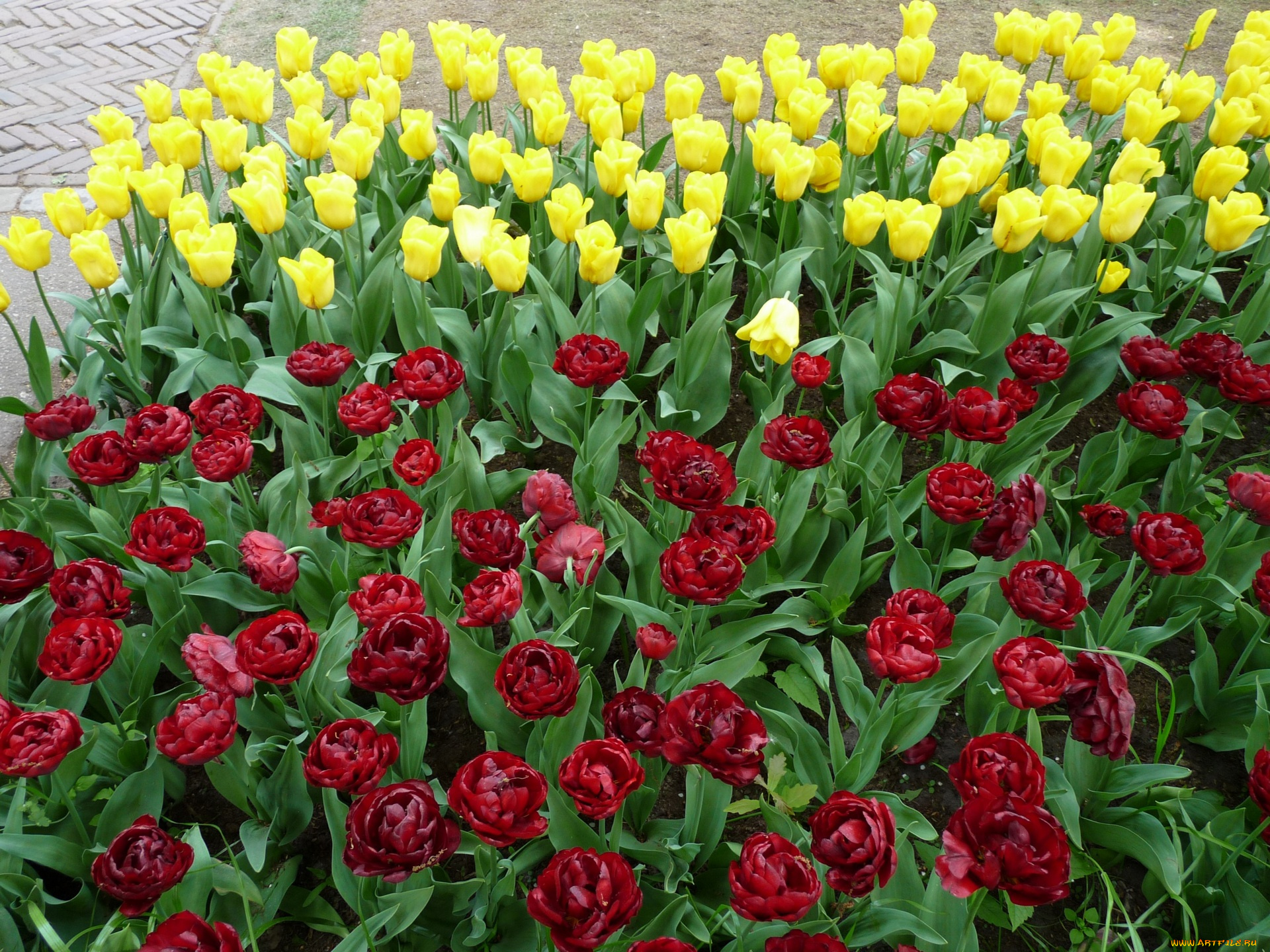 цветы, тюльпаны, красный