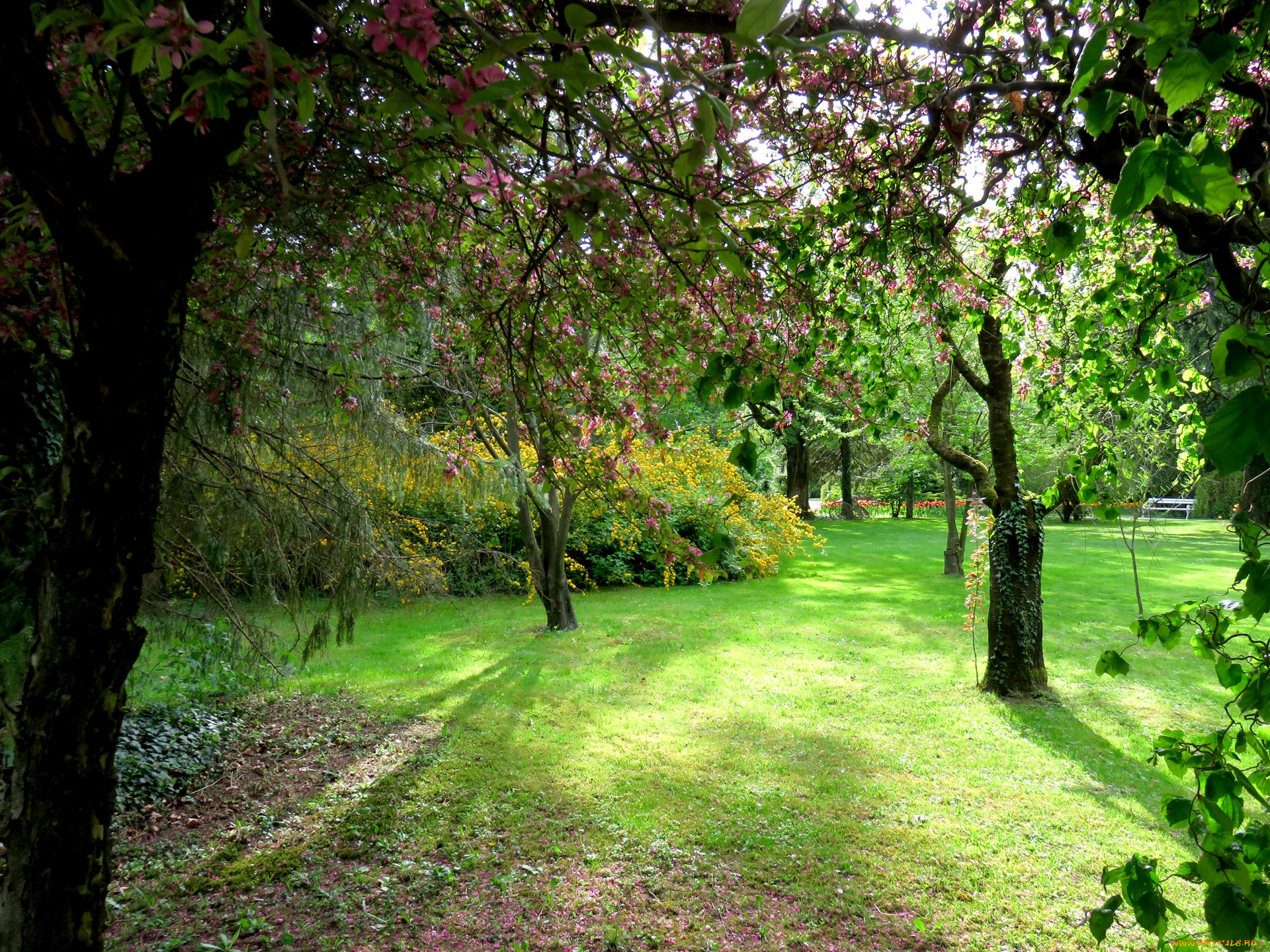 словения, цветы, цветущие, деревья, , , кустарники, трава, деревья