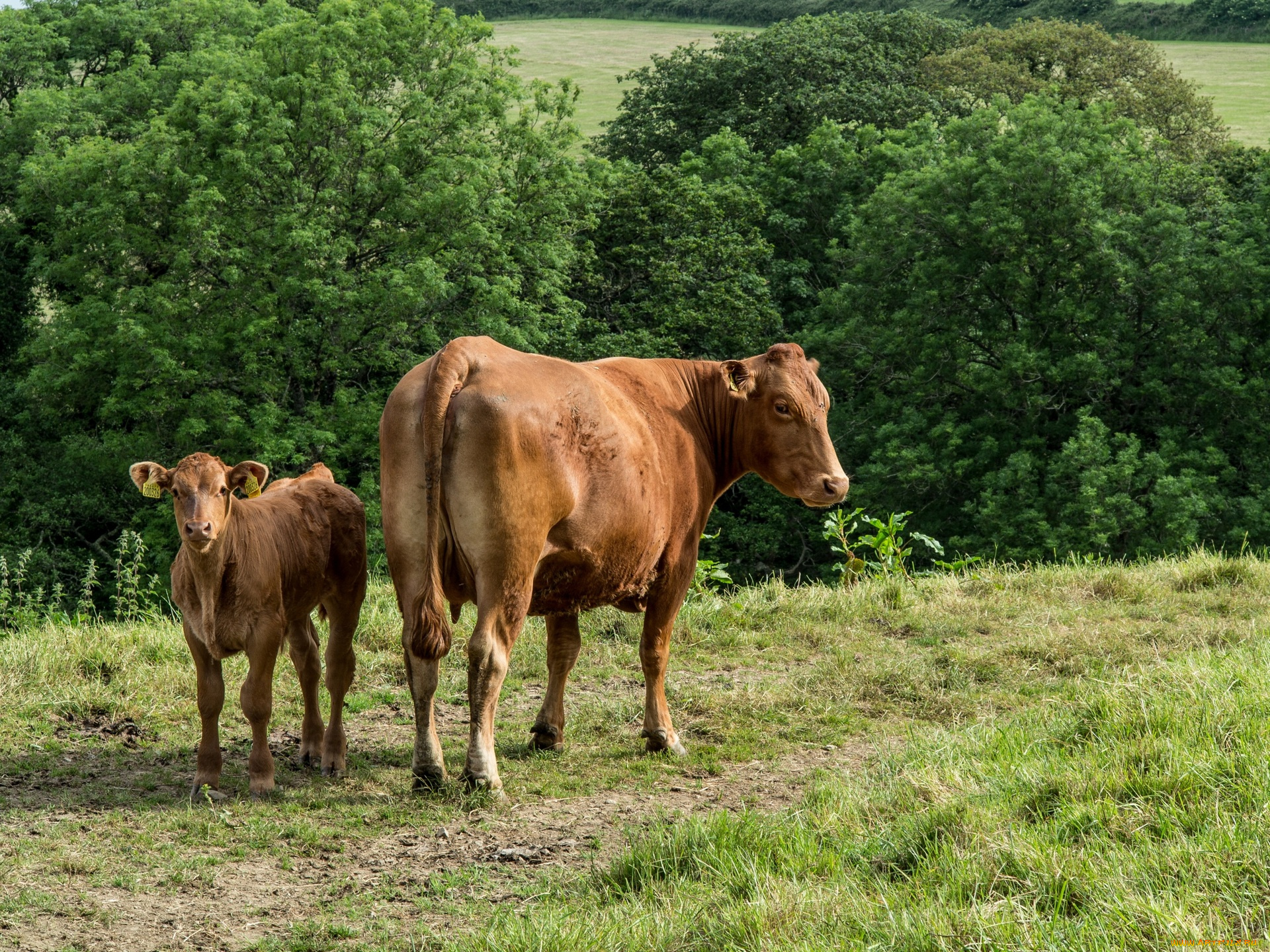 животные, коровы, , буйволы, двое, деревья, трава