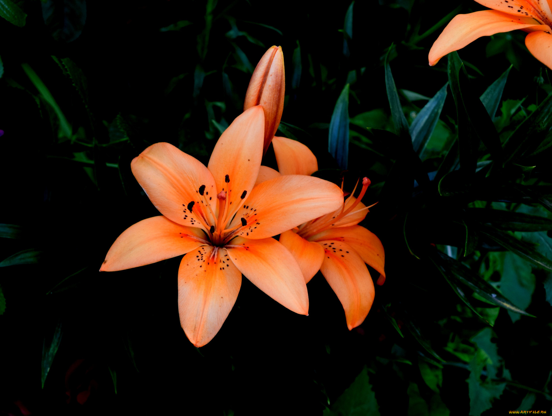 цветы, лилии, , лилейники, цветок