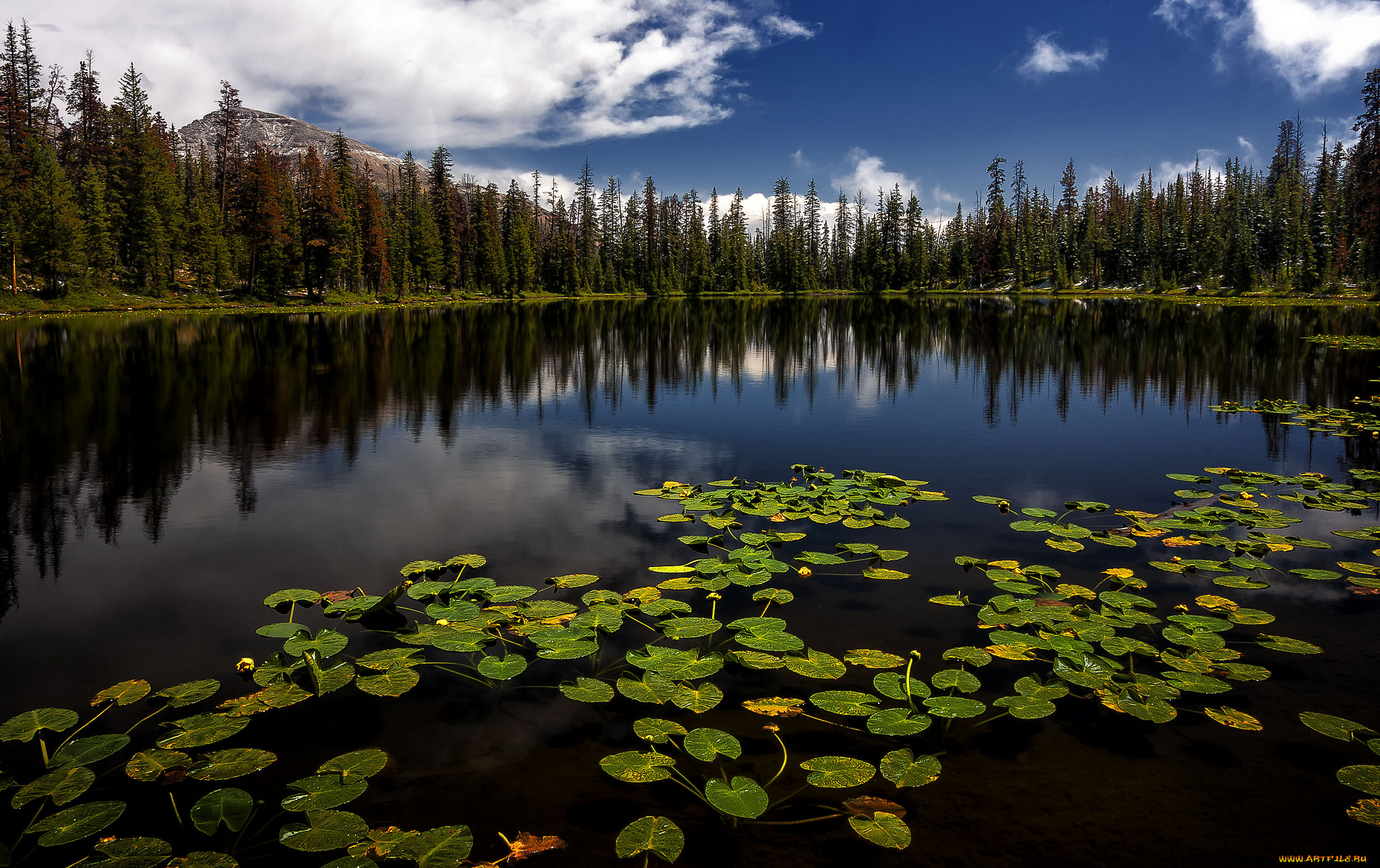 природа, реки, озера, лес, река
