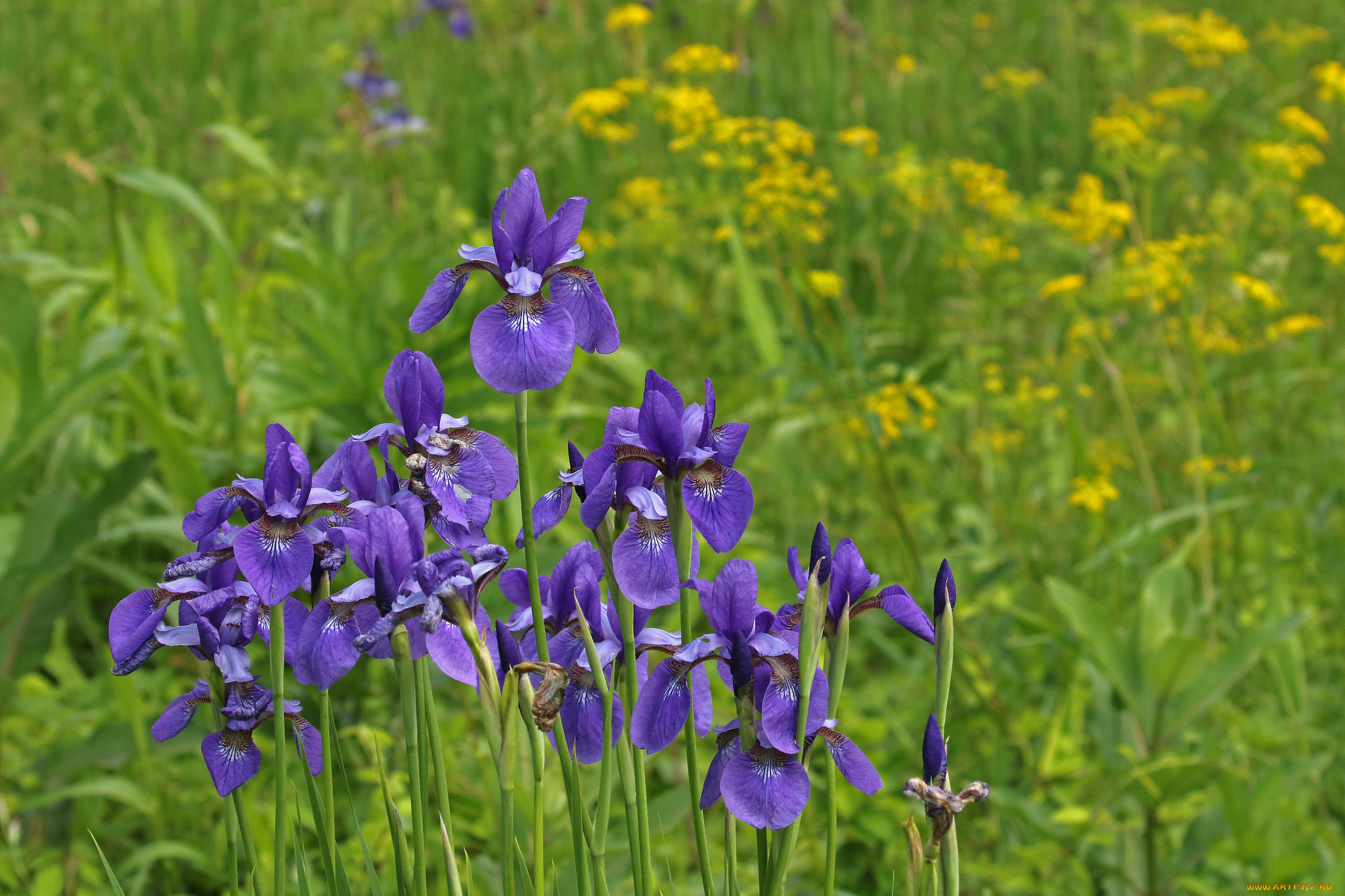 цветы, ирисы