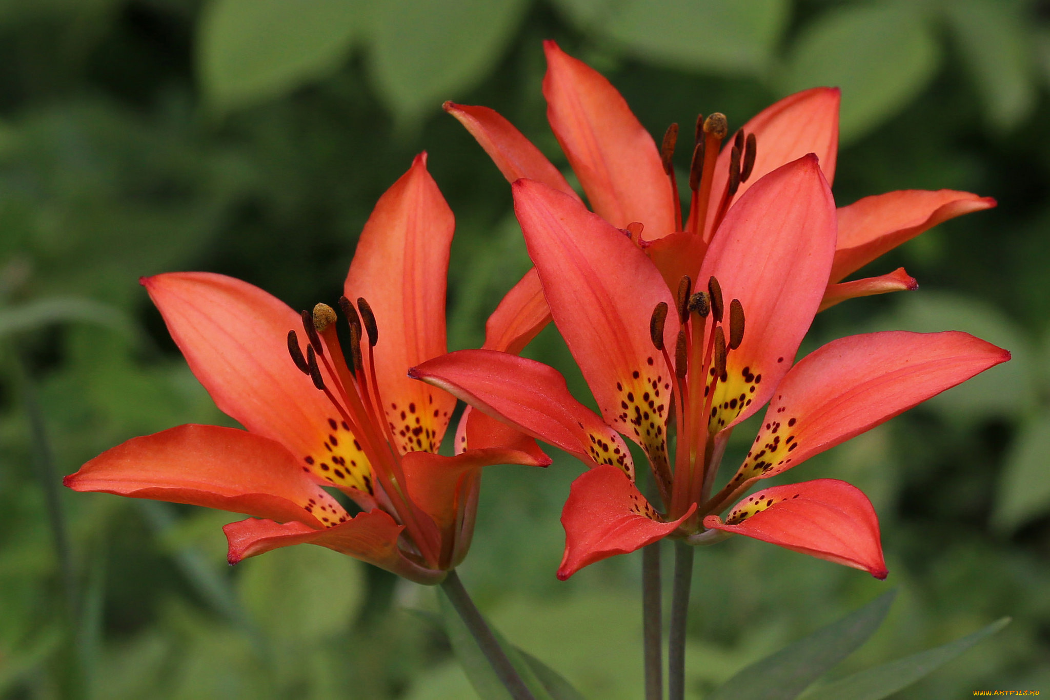 цветы, лилии, , лилейники