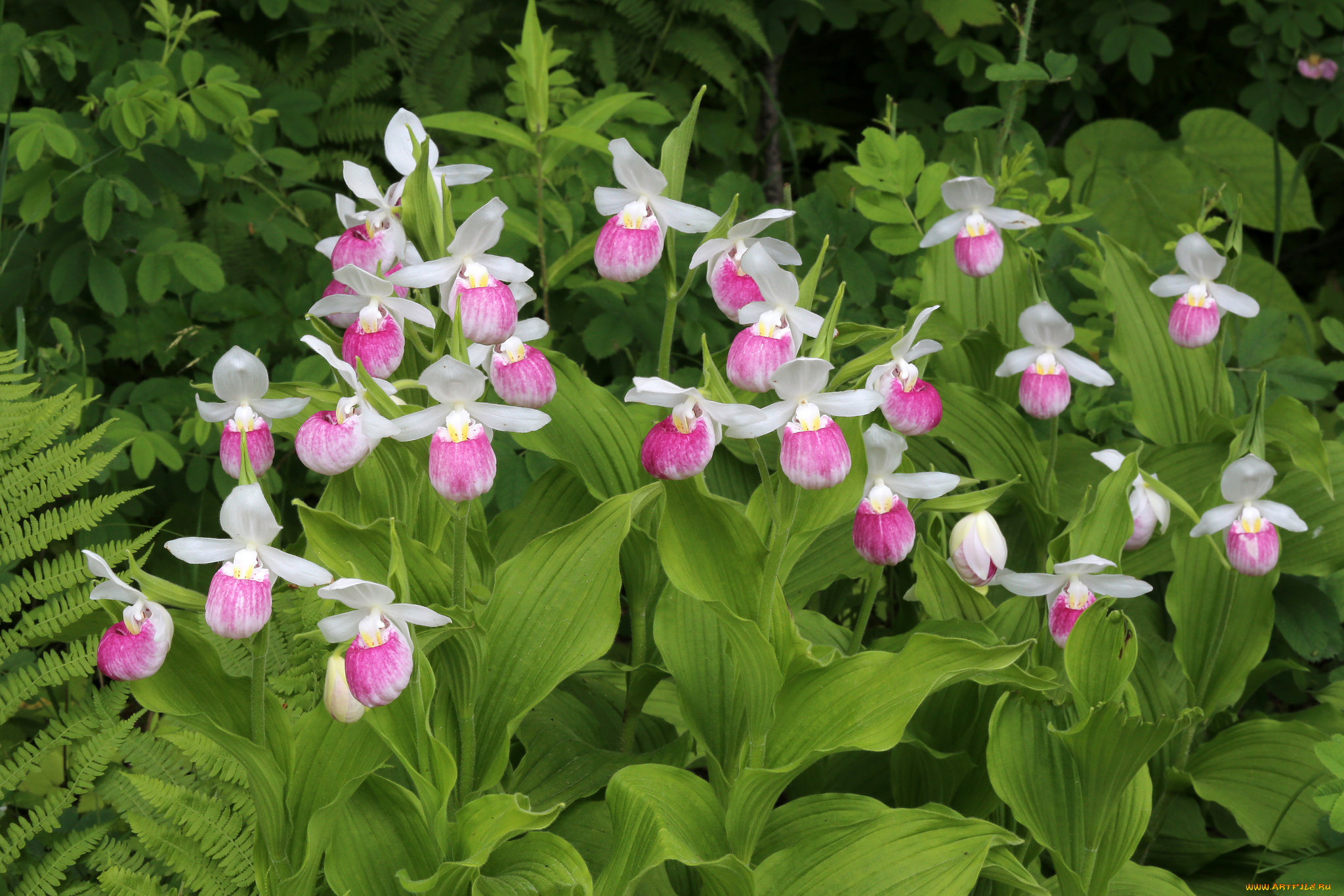 цветы, орхидеи, розовые