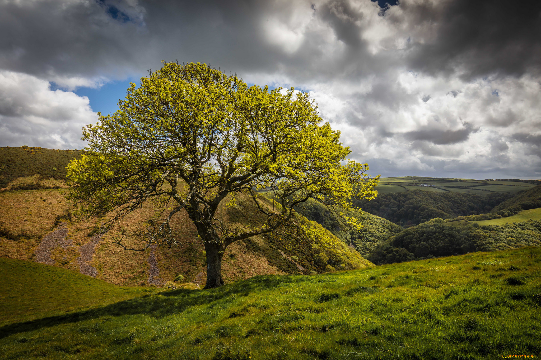 природа, деревья, простор