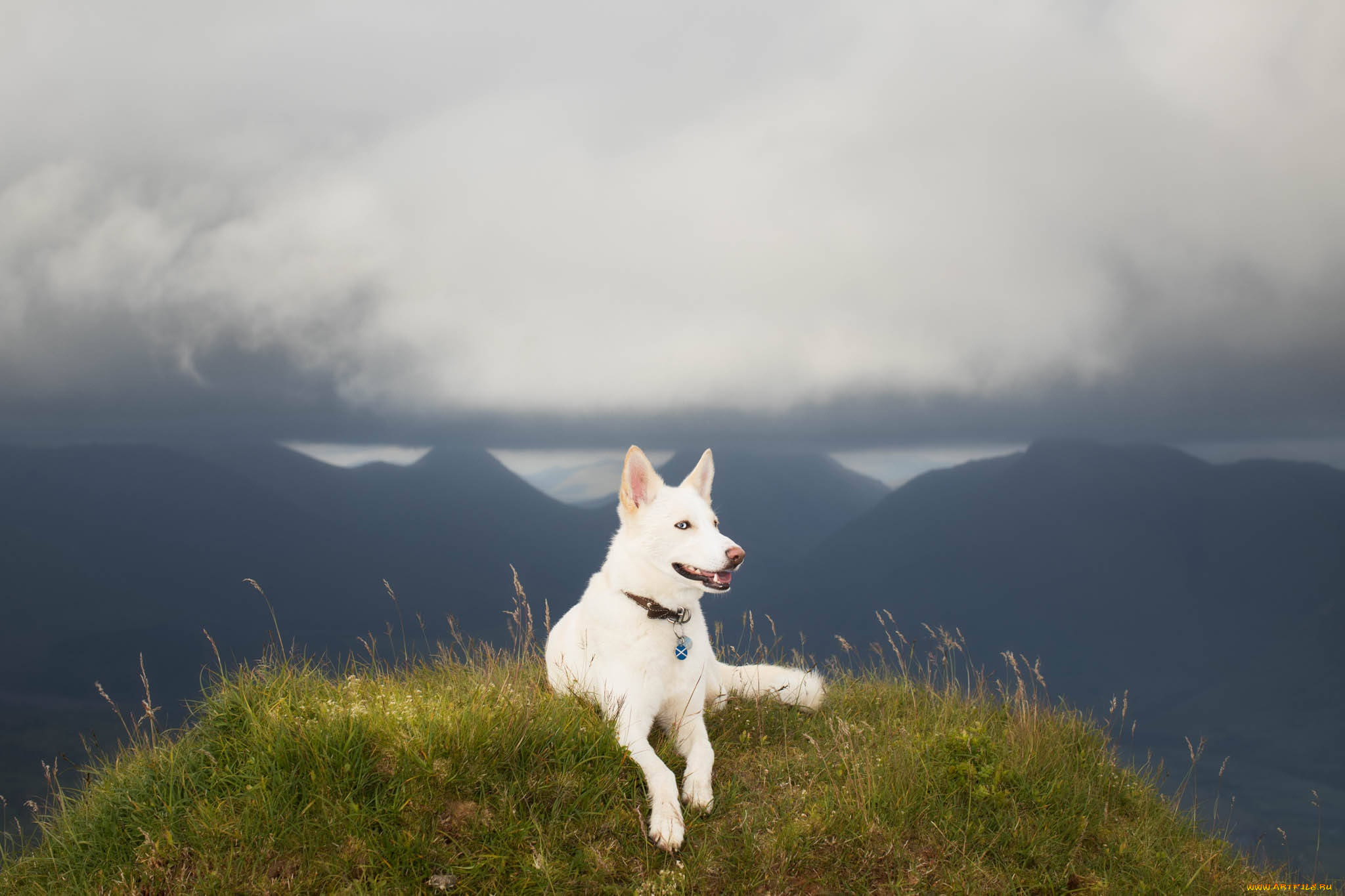 животные, собаки, собака, горы, природа