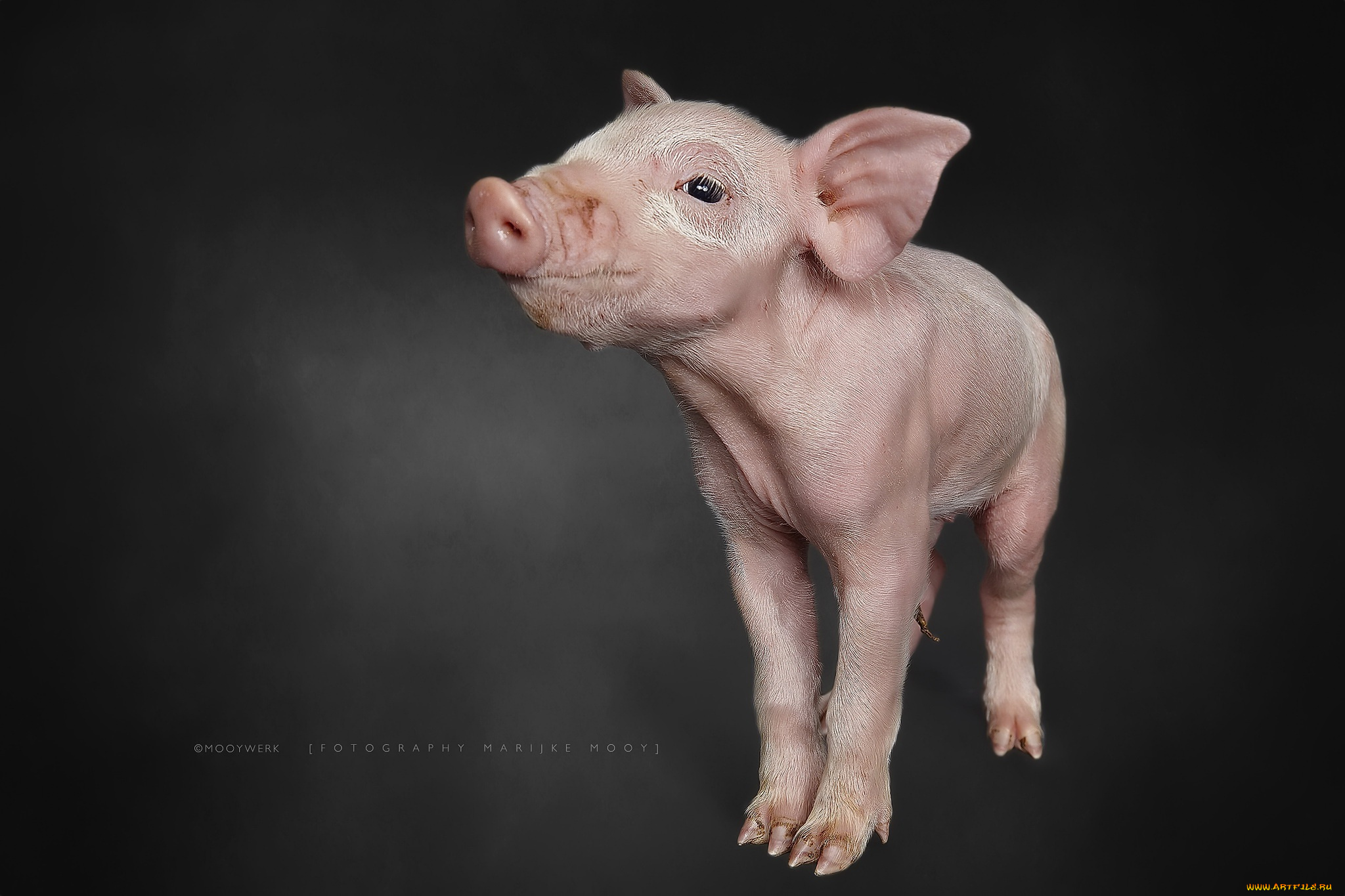 животные, свиньи, , кабаны, фон, поросёнок, природа