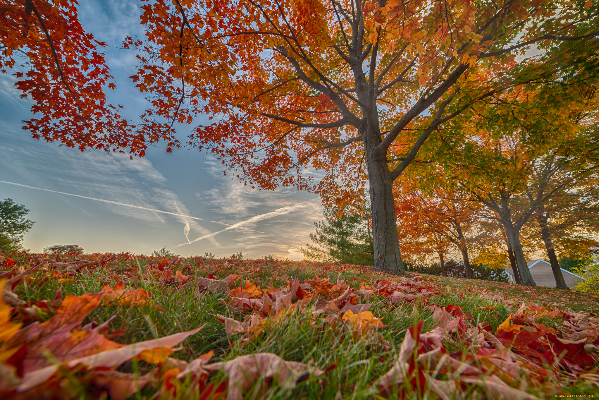 природа, деревья, простор