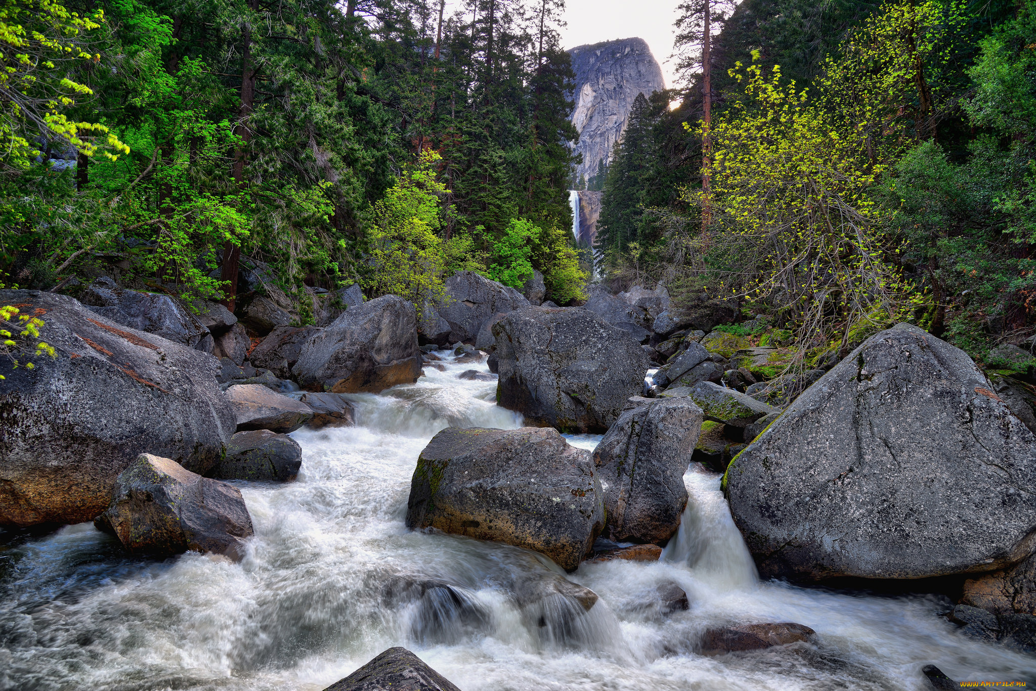 природа, реки, озера, лес, река