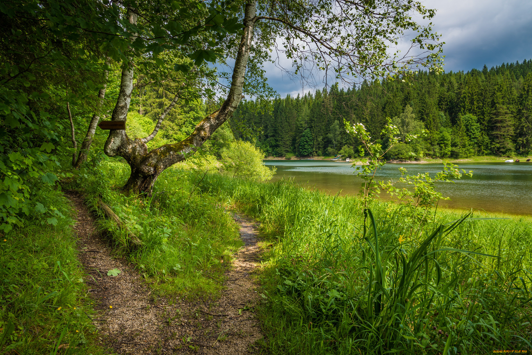 природа, реки, озера, река, лес