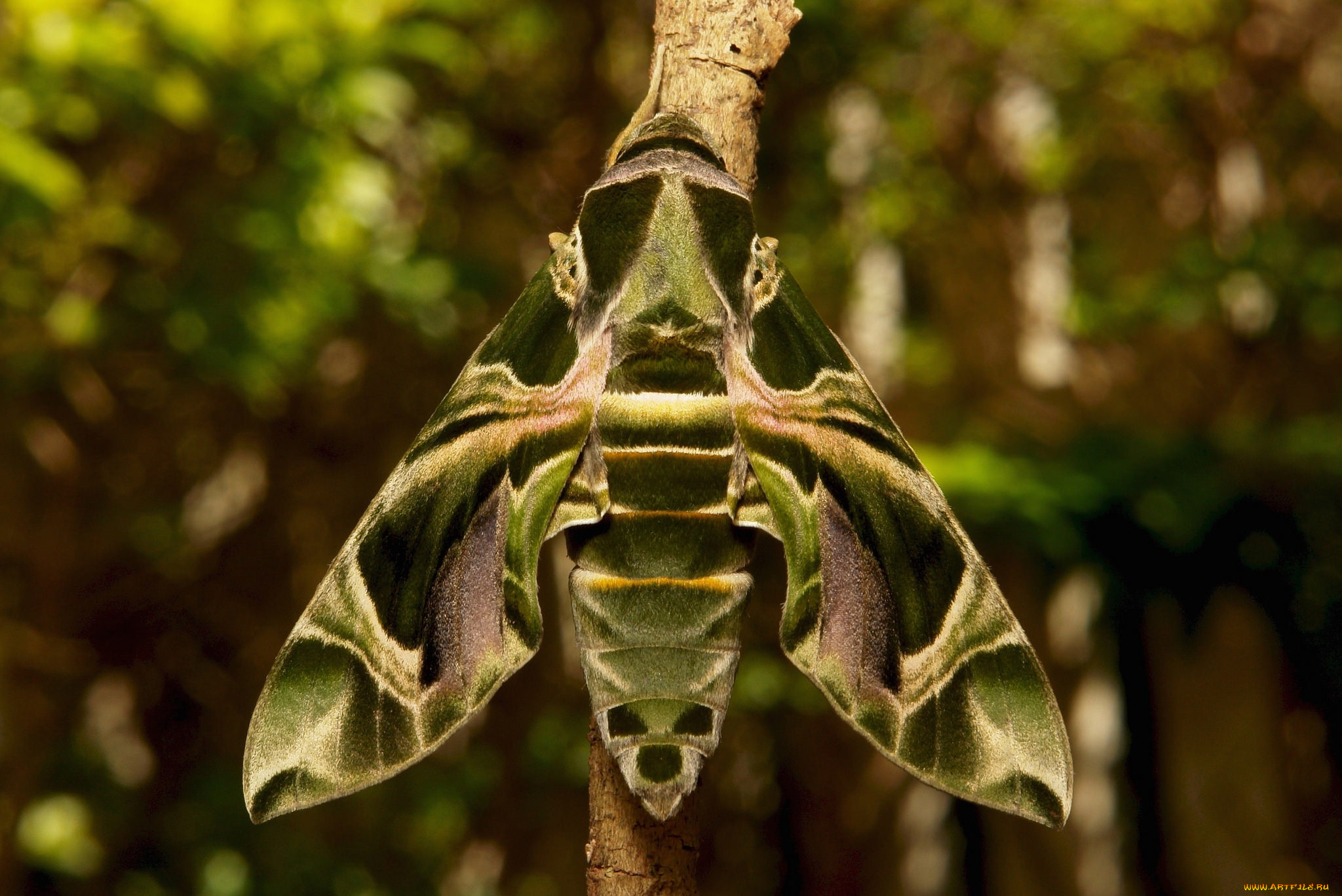 животные, бабочки, , мотыльки, , моли, мотылёк