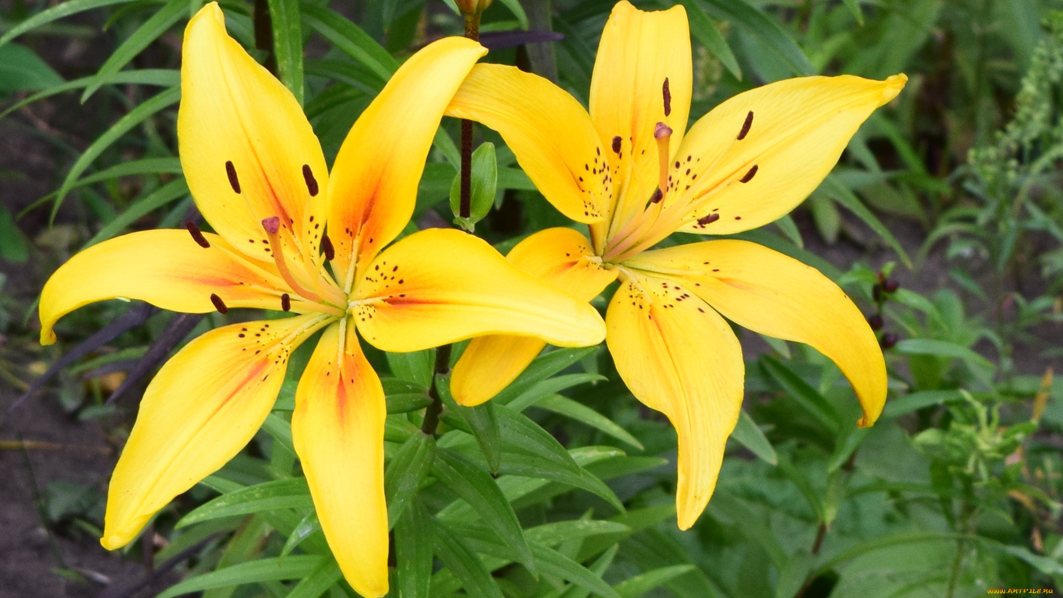 цветы, лилии, , лилейники, желтый