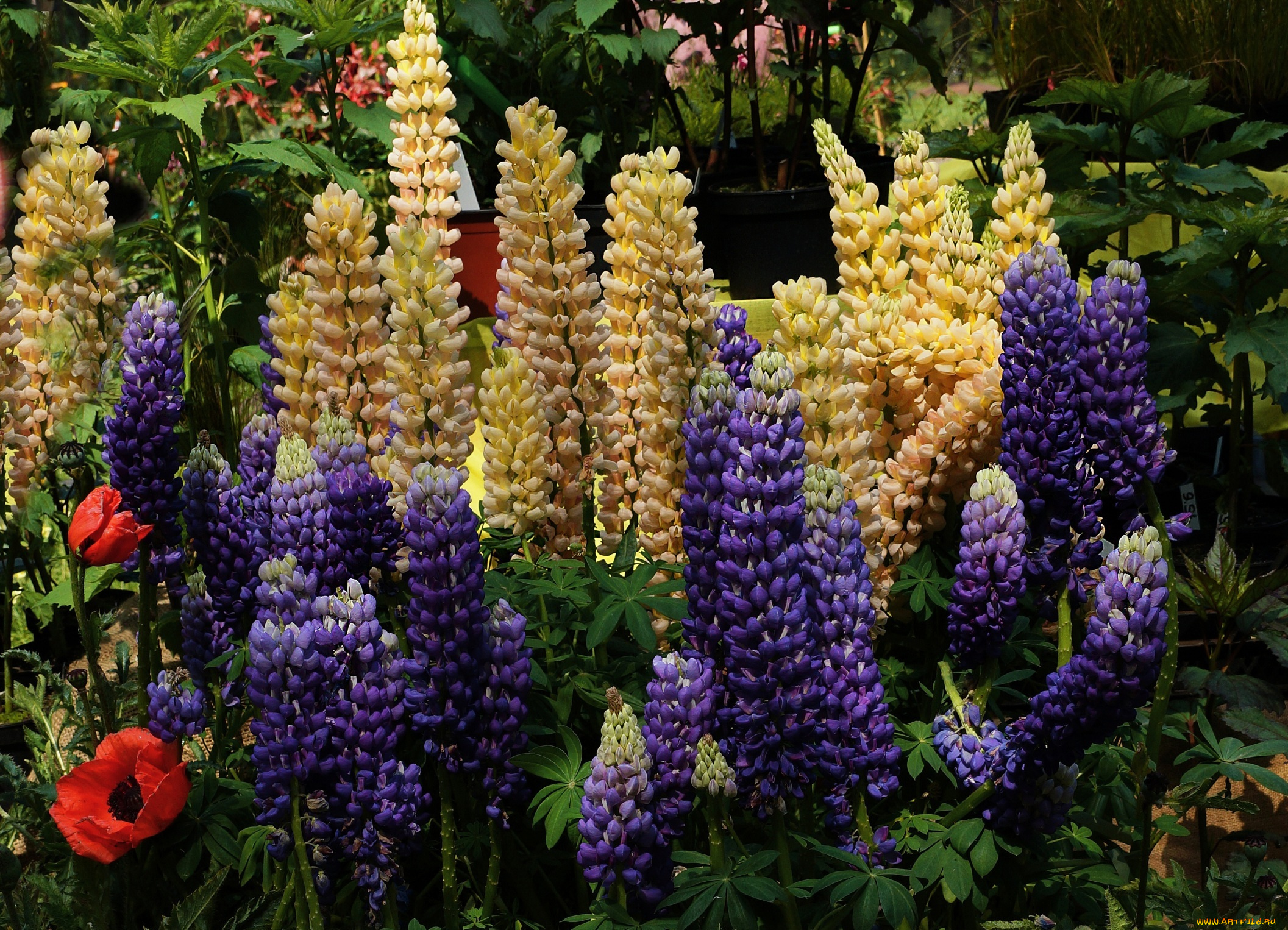цветы, люпин, разноцветные