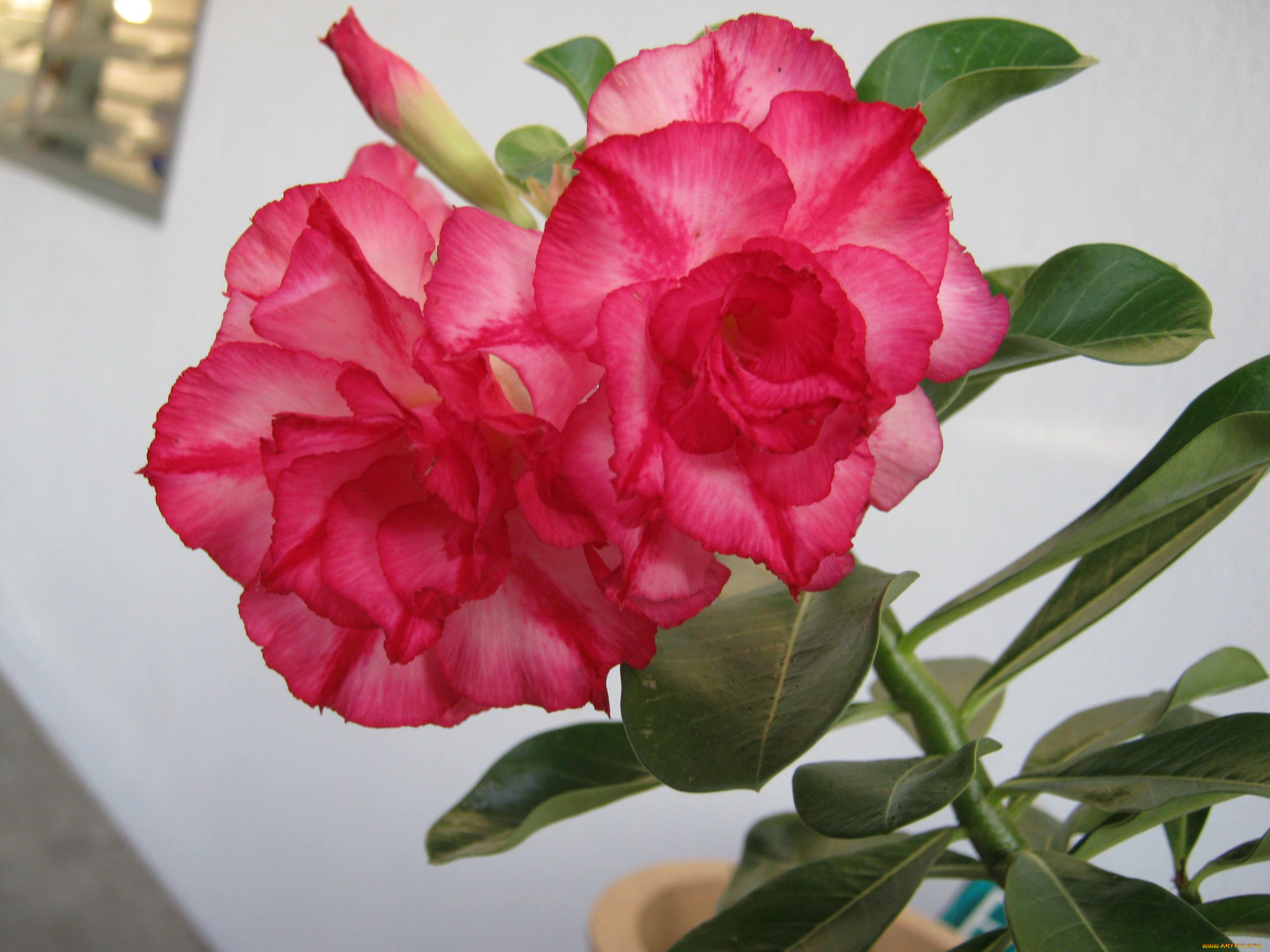 цветы, цветение, розовый, бутон