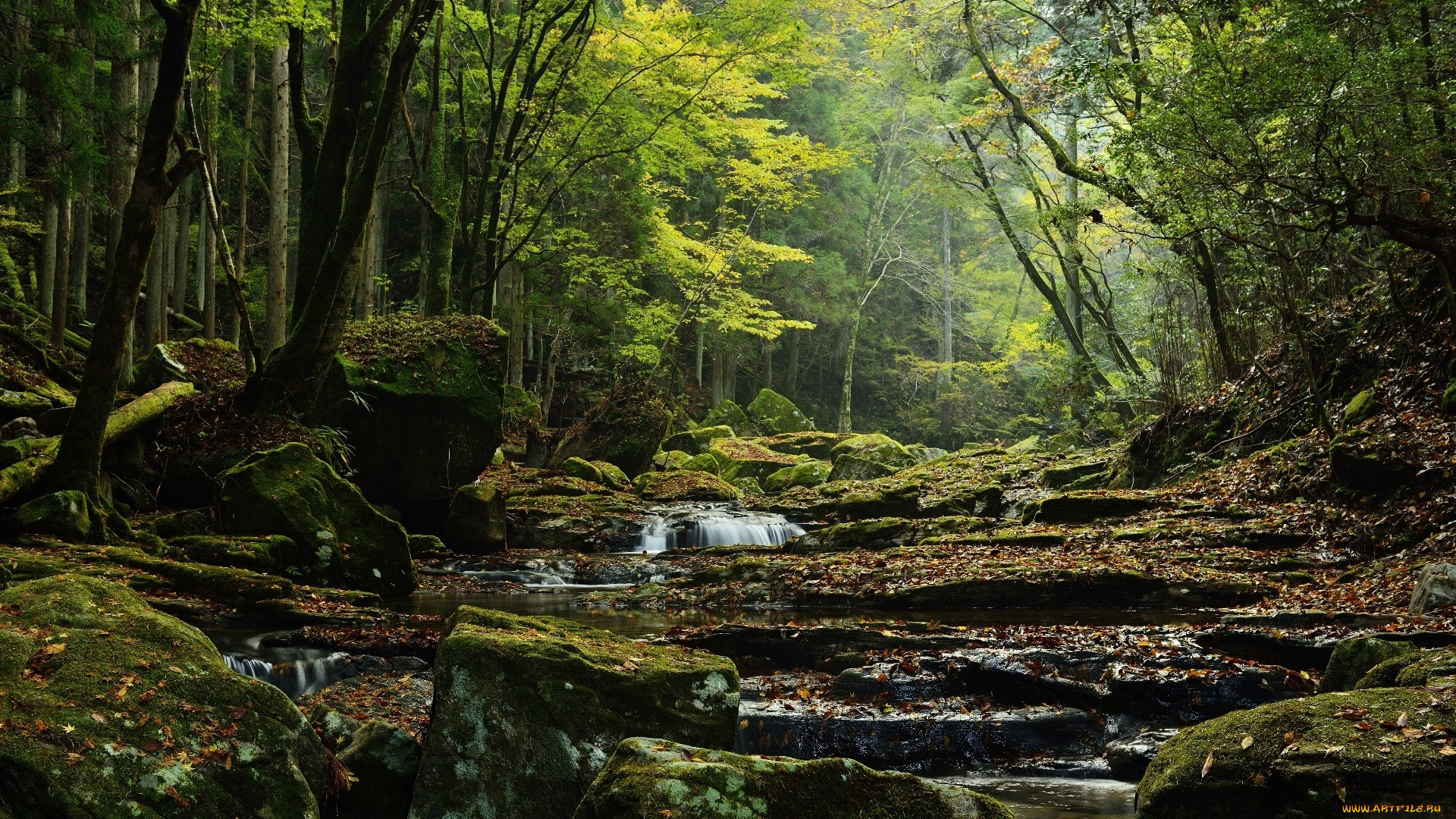 природа, реки, озера, река, лес