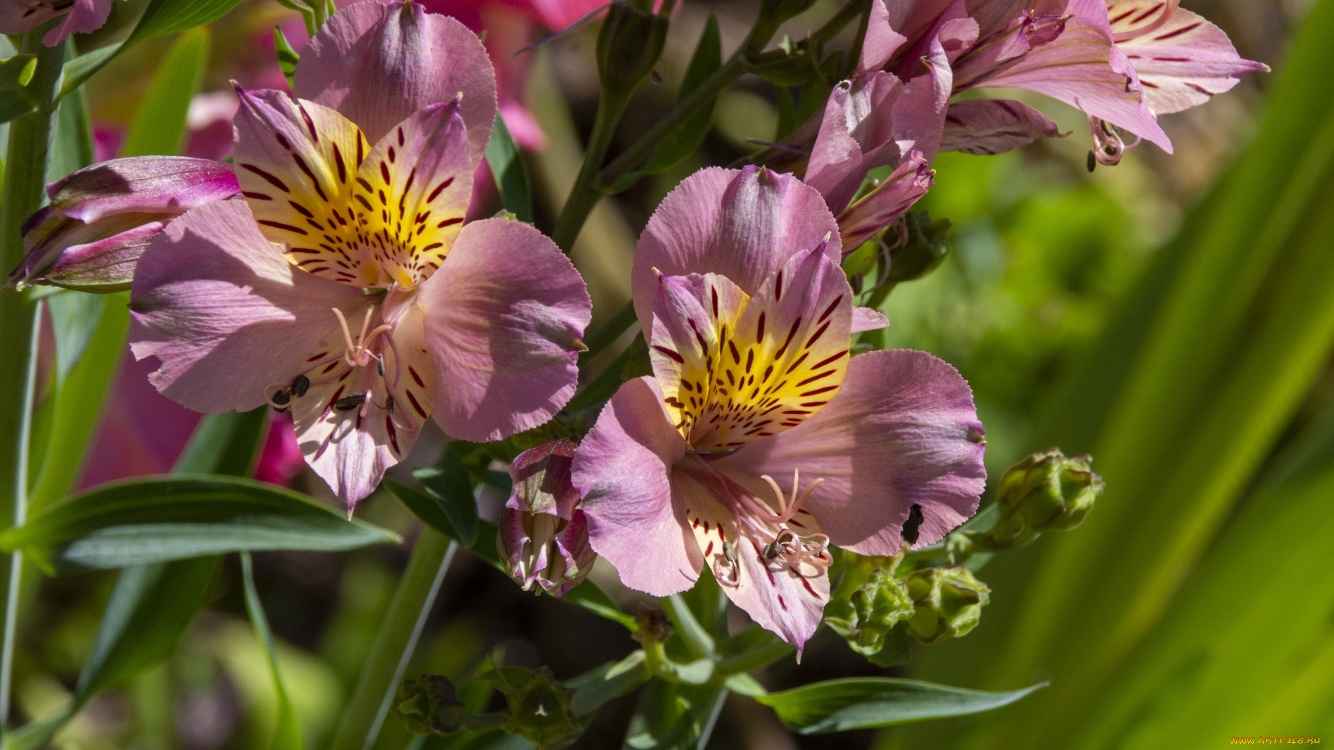 цветы, альстромерия, крапинки