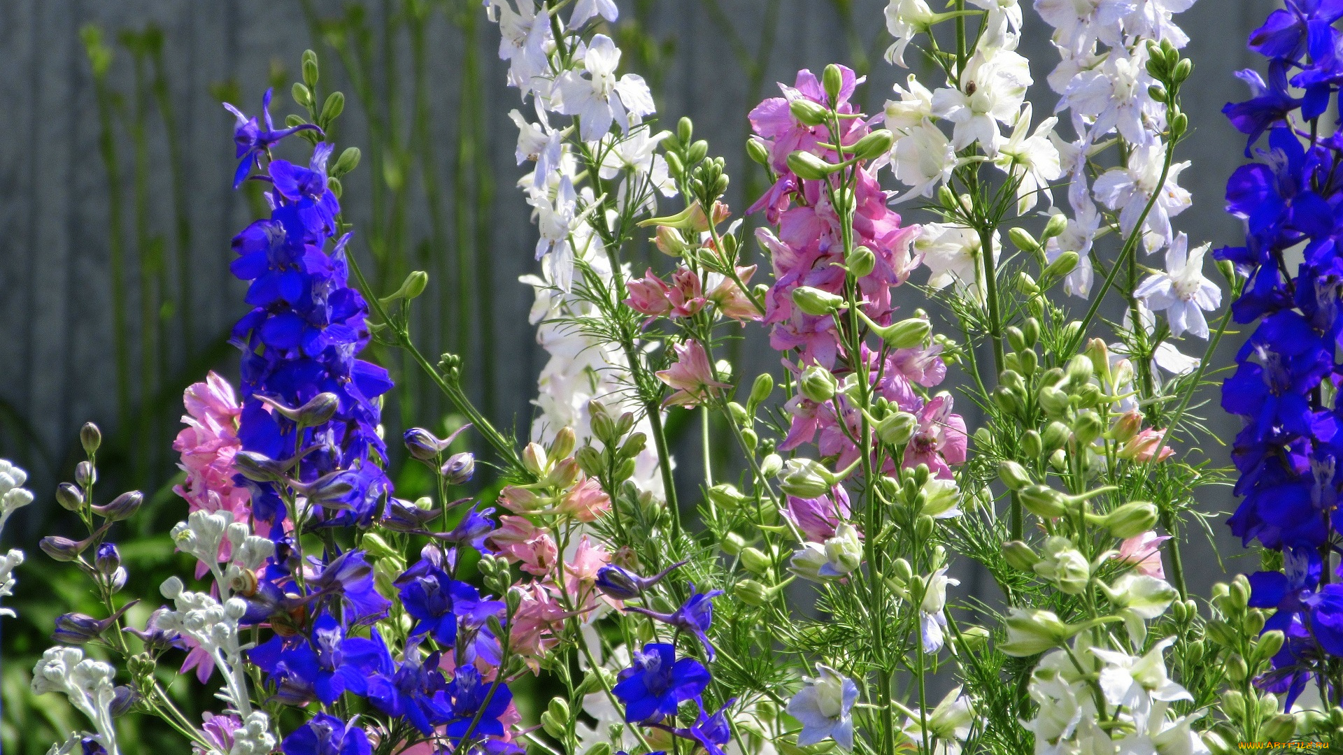 цветы, дельфиниум, лето, 2020