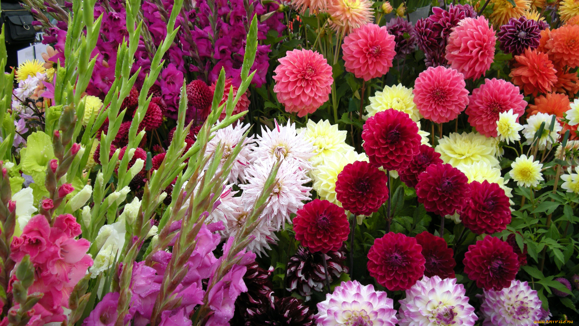 цветы, разные, вместе, георгины, гладиолусы