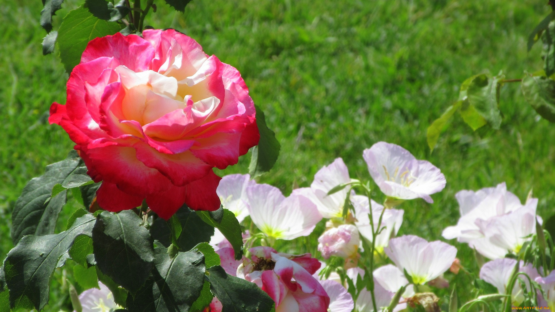 цветы, разные, вместе, лето, 2020