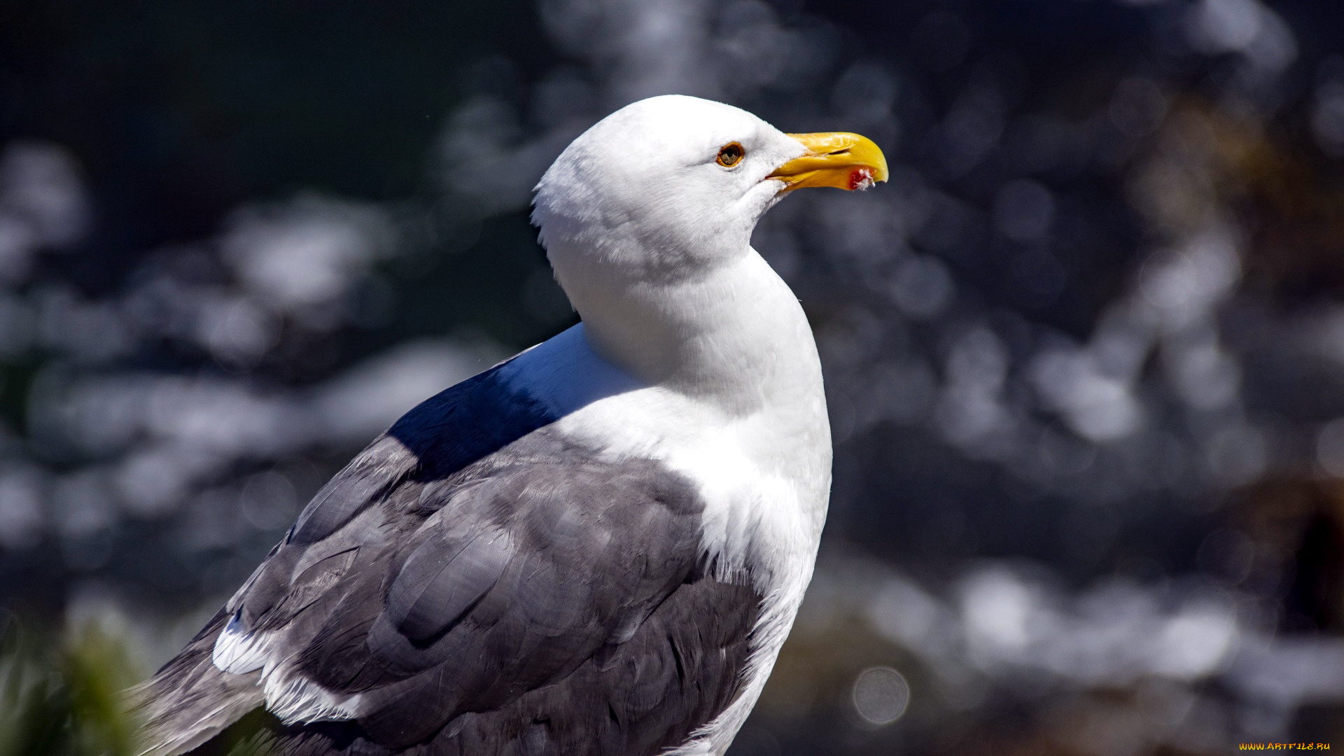 животные, чайки, , бакланы, , крачки, птица