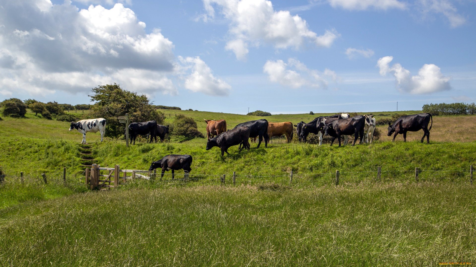 животные, коровы, , буйволы, луг, трава, стадо