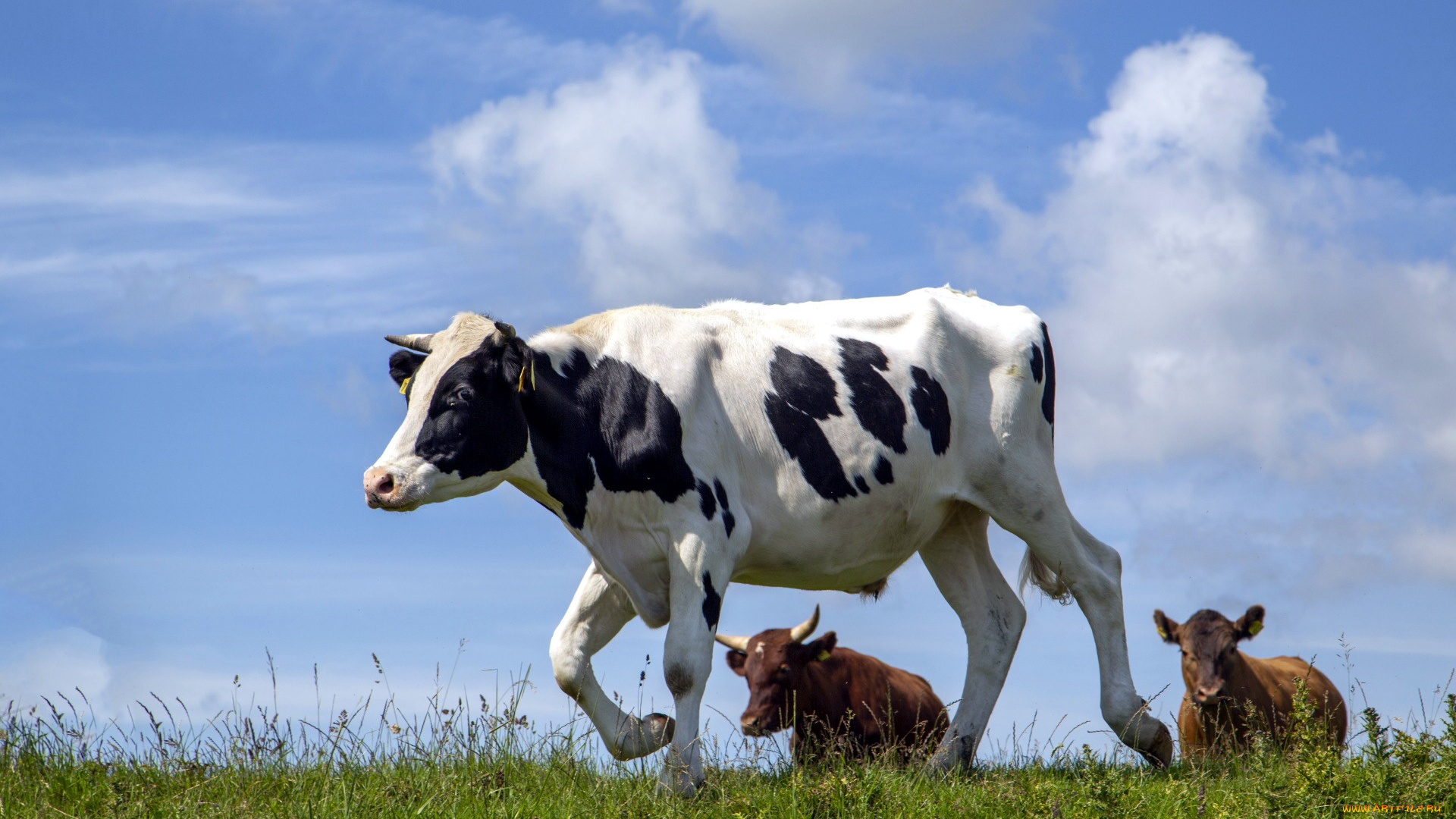 животные, коровы, , буйволы, луг, трава, стадо