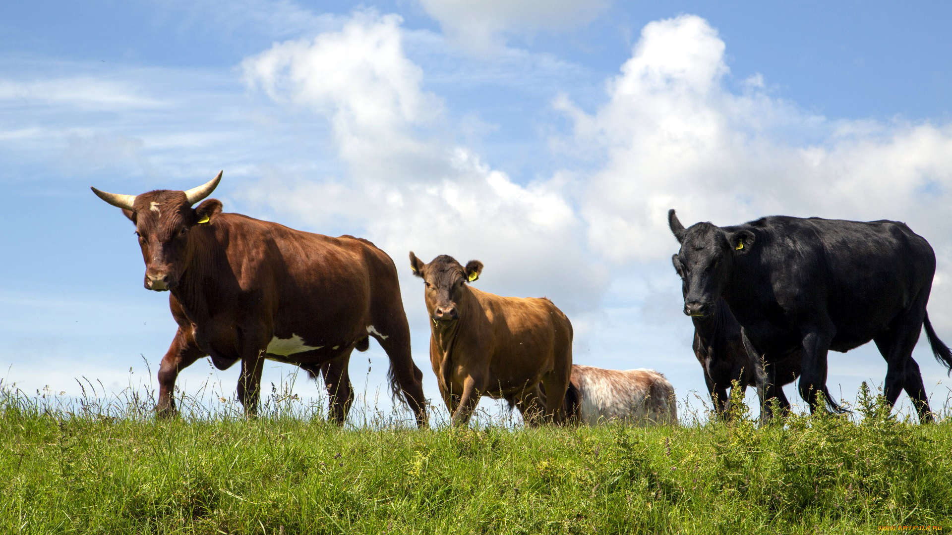 животные, коровы, , буйволы, луг, трава, стадо