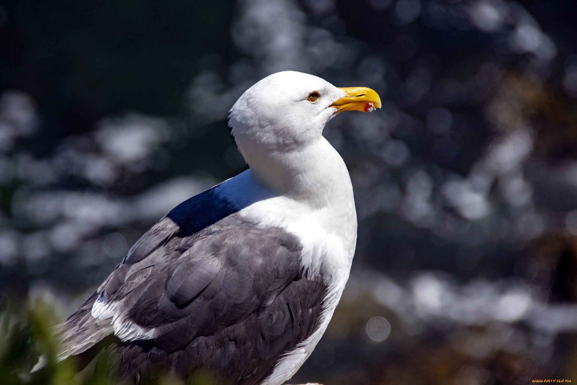 животные, чайки, , бакланы, , крачки, птица