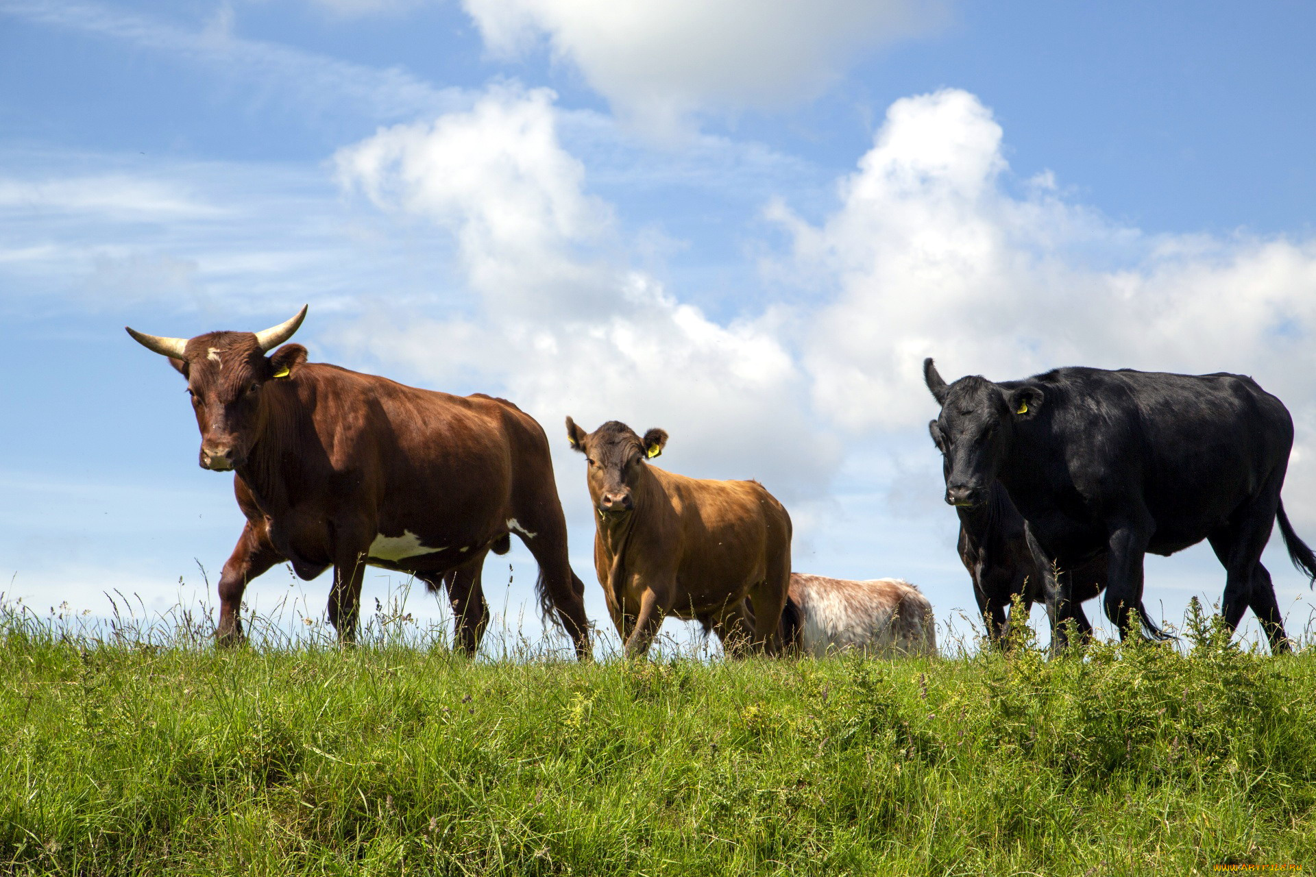 животные, коровы, , буйволы, луг, трава, стадо