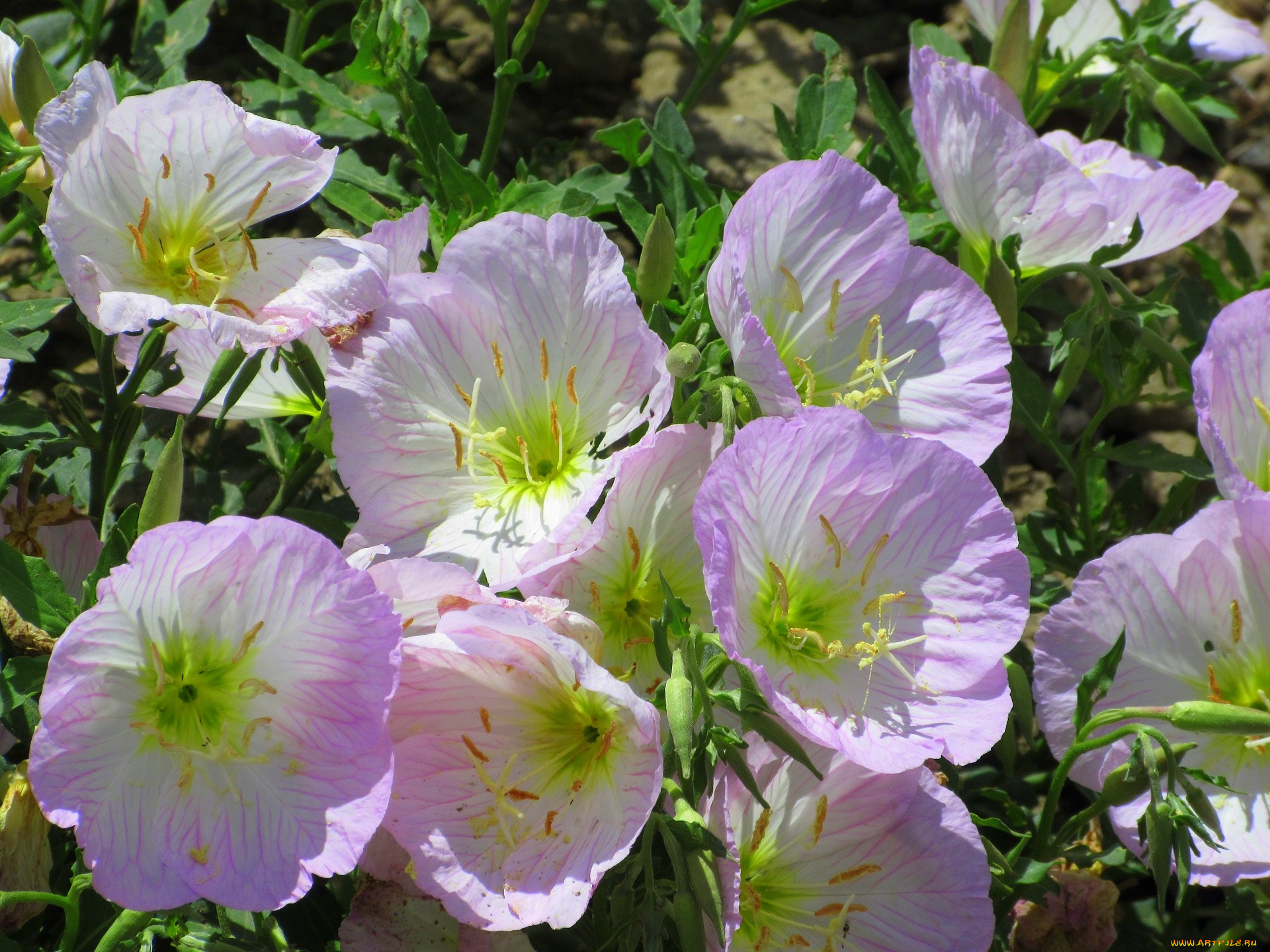 цветы, лето, 2020