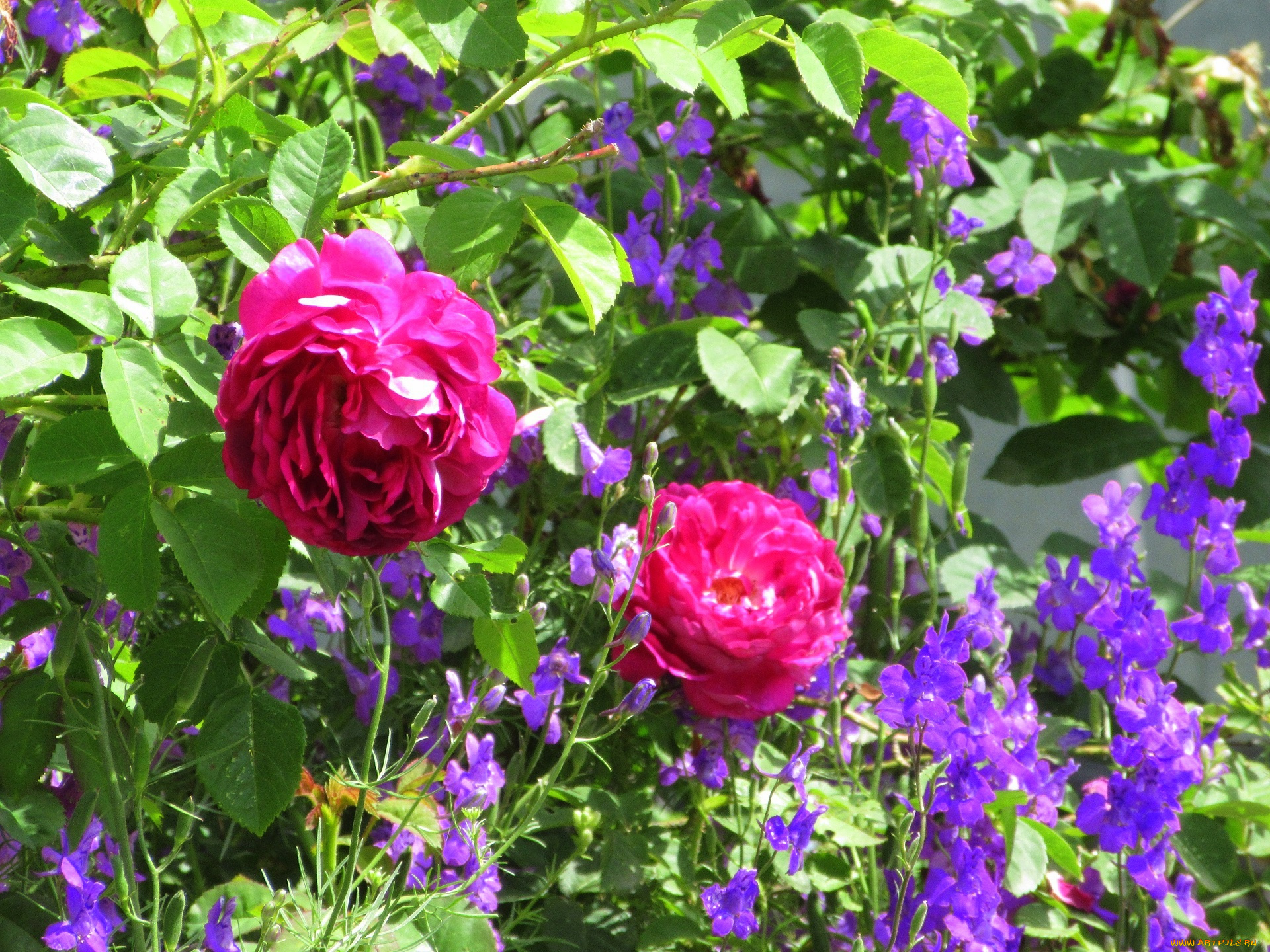 цветы, разные, вместе, лето, 2020